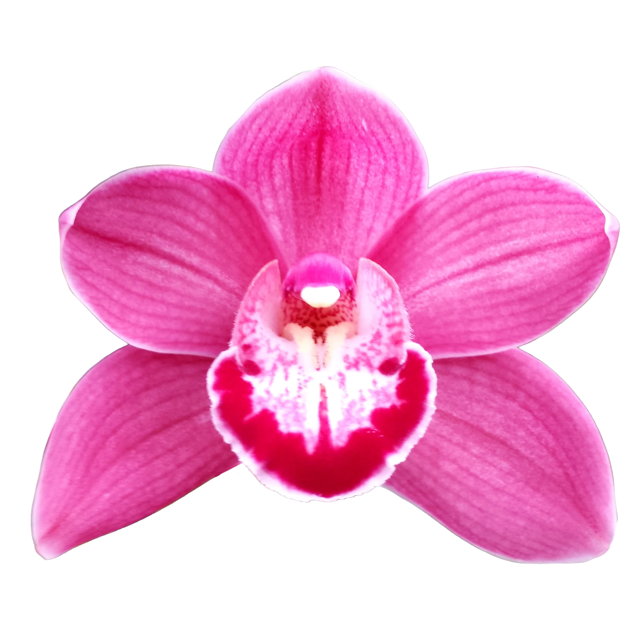 Cymbidium 'Pink Delight'