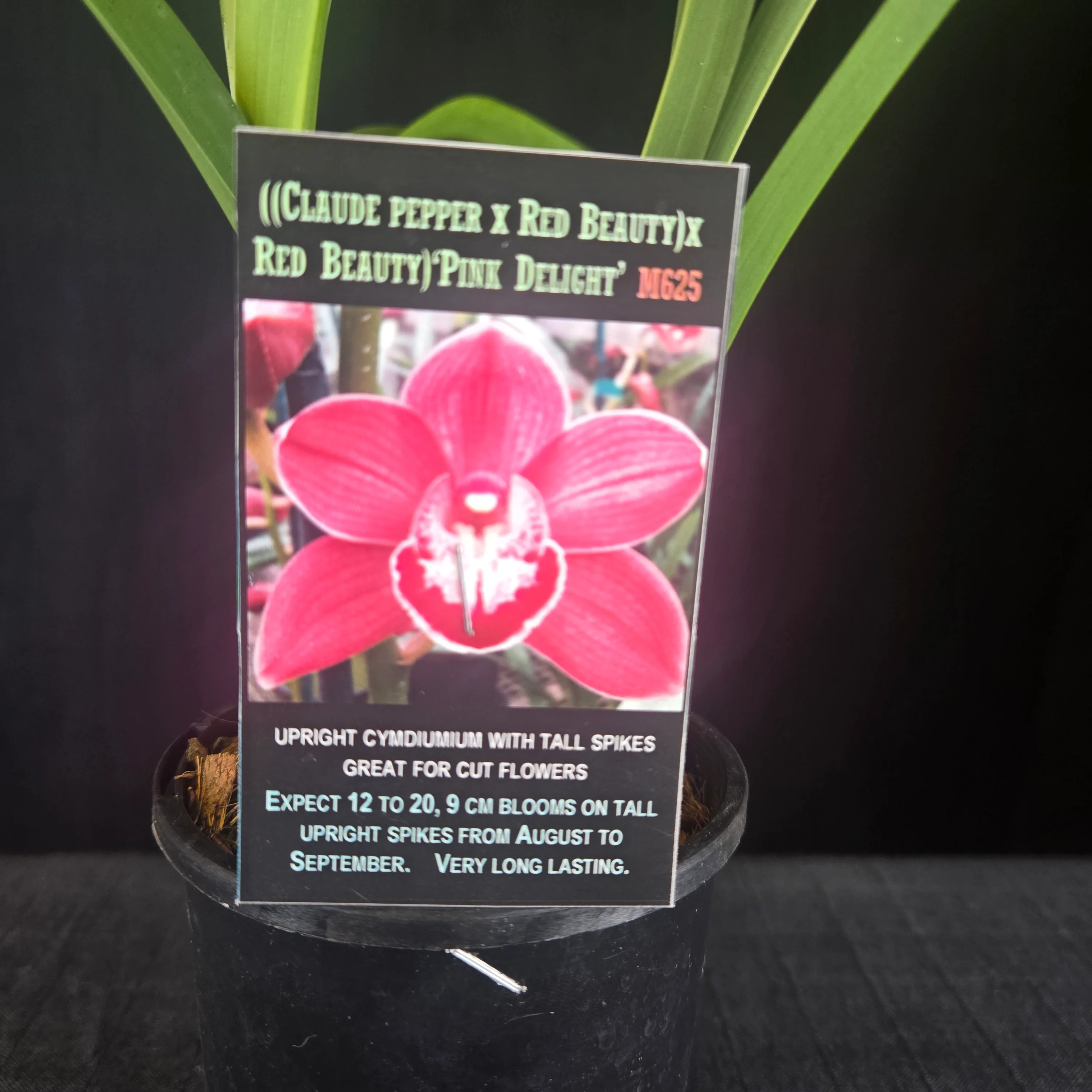 Cymbidium 'Pink Delight' - Image 2