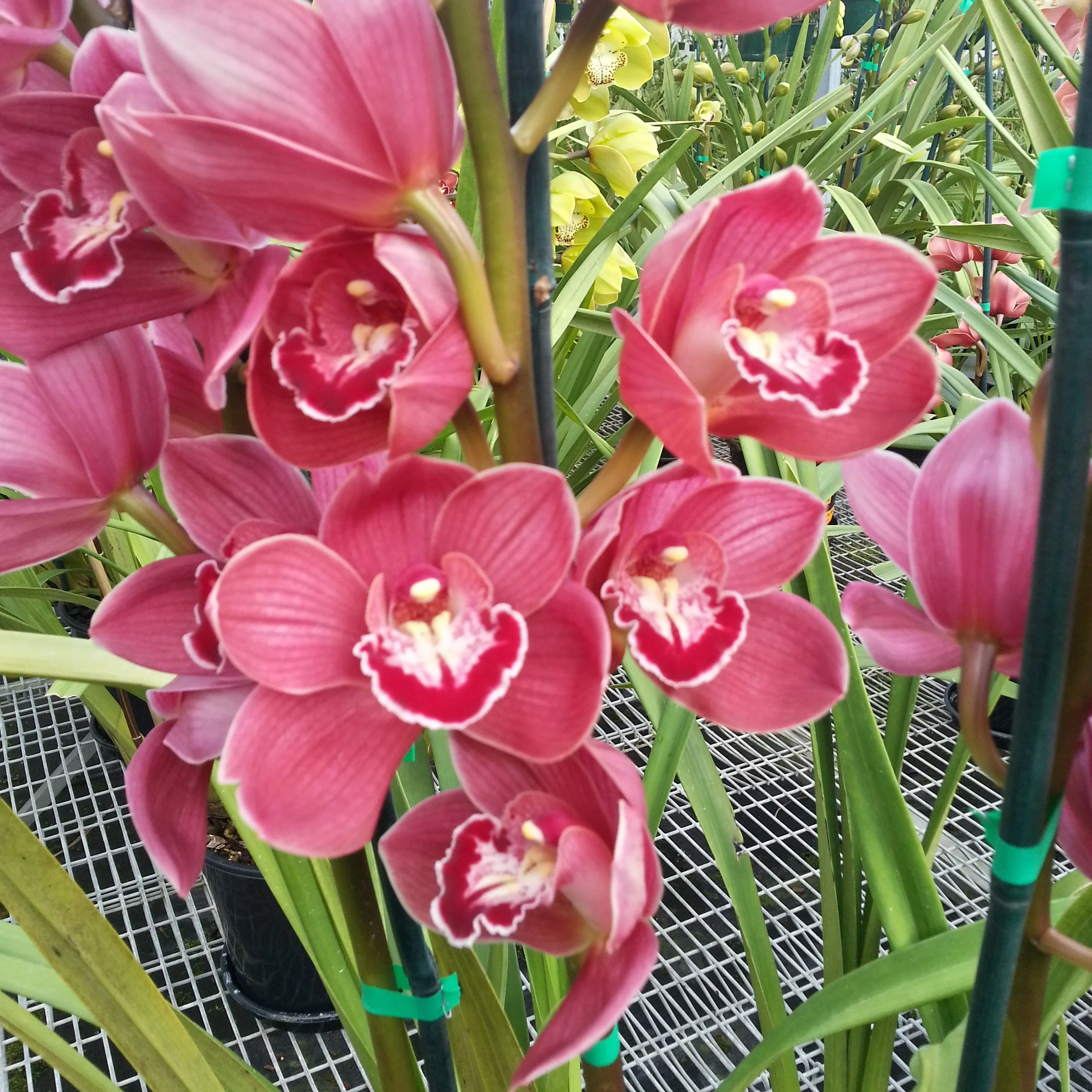 Cymbidium 'Pink Delight' - Image 3