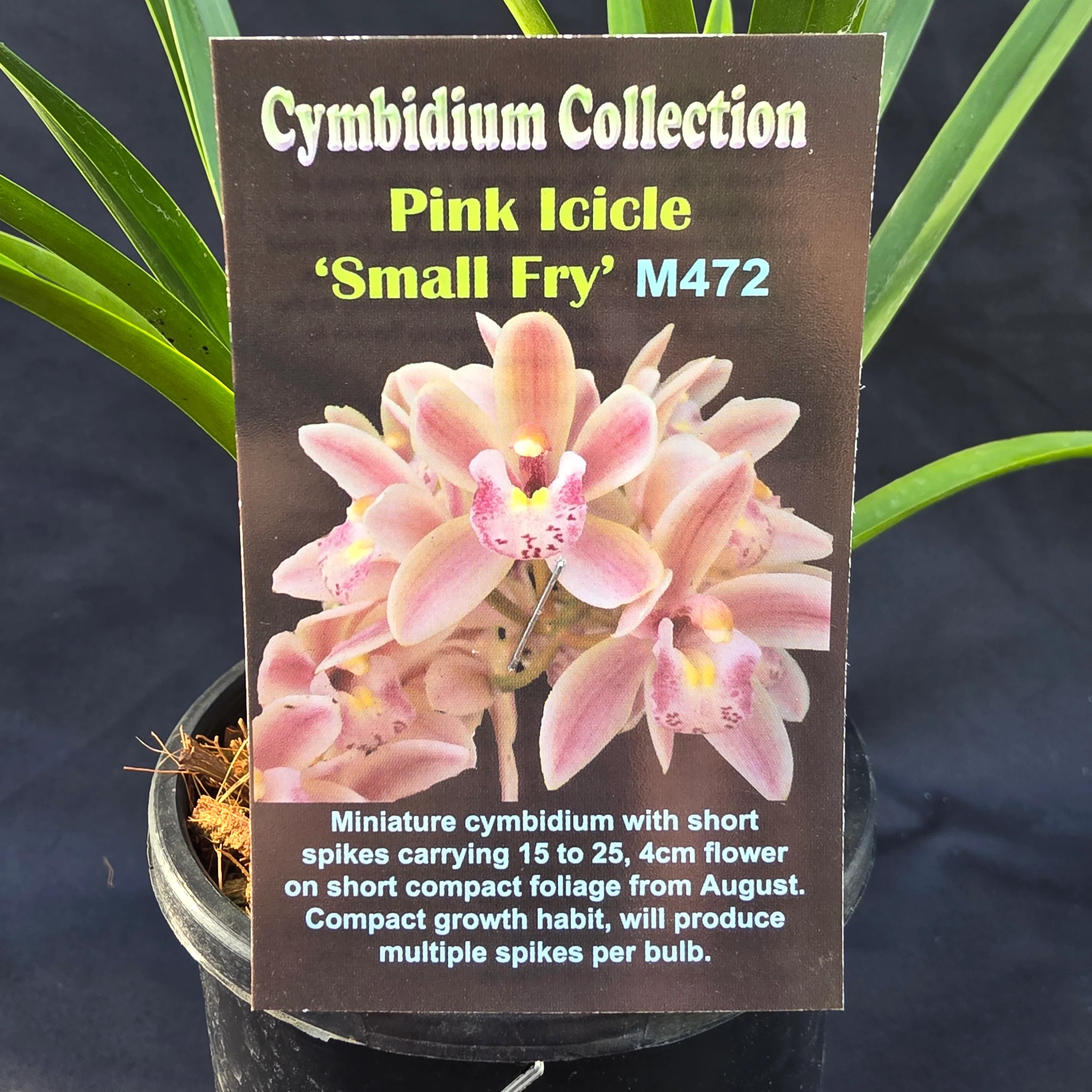 Cymbidium Pink Icicle 'Small Fry' - Image 2