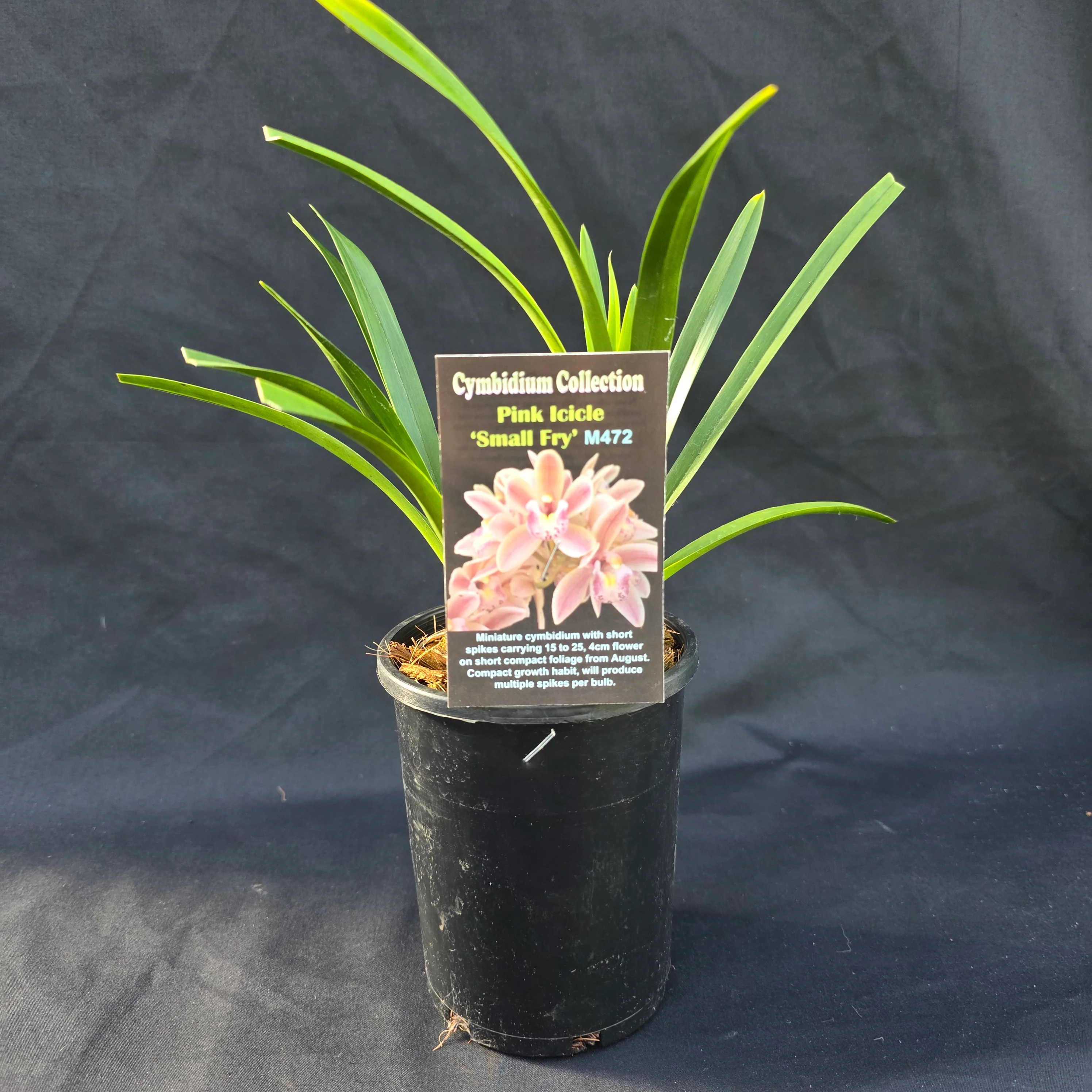 Cymbidium Pink Icicle 'Small Fry' - Image 3