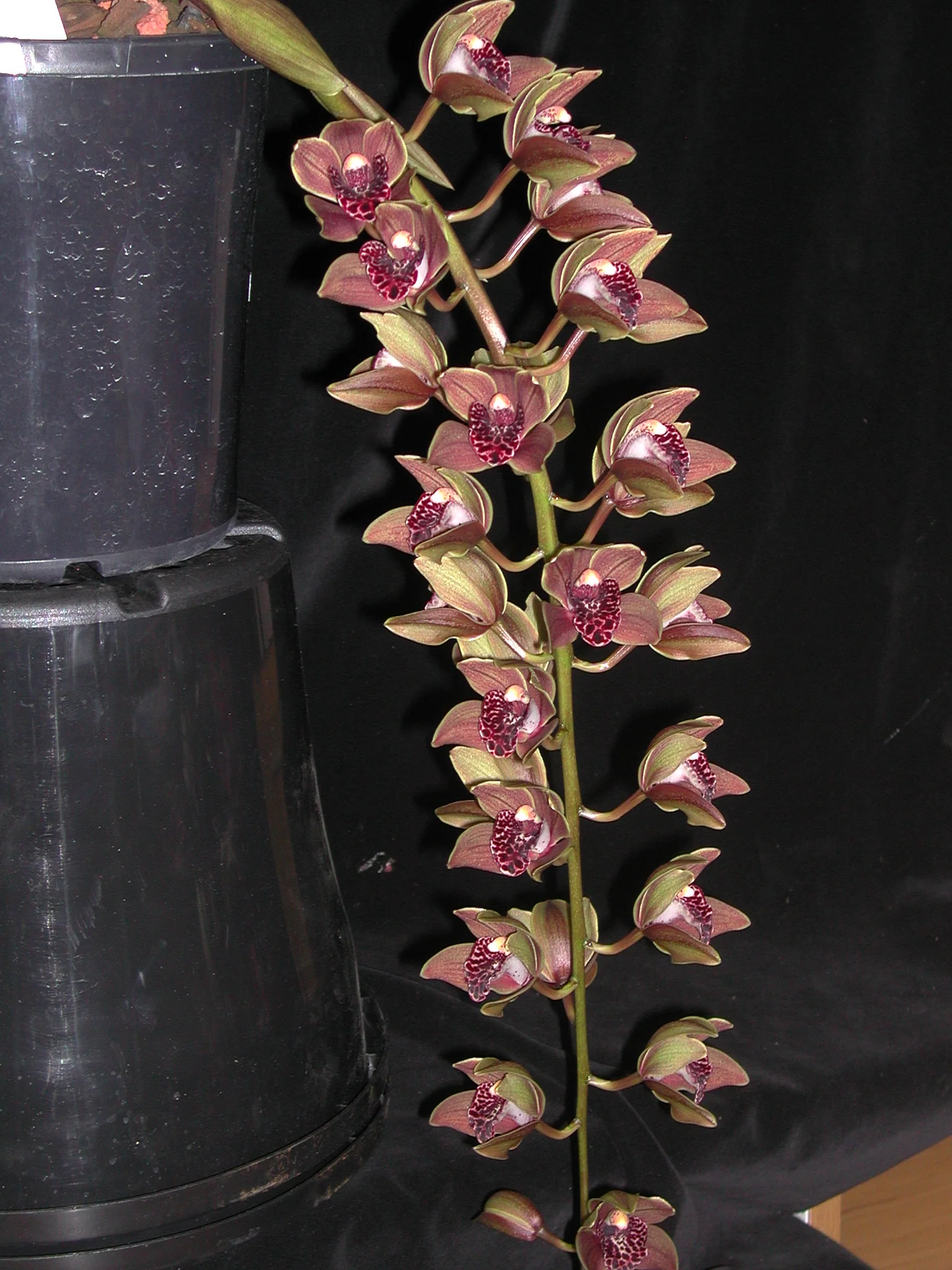 Cymbidium Plush Canyon 'Beenak' - Image 3