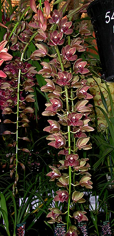 Cymbidium Plush Canyon 'Beenak' - Image 4