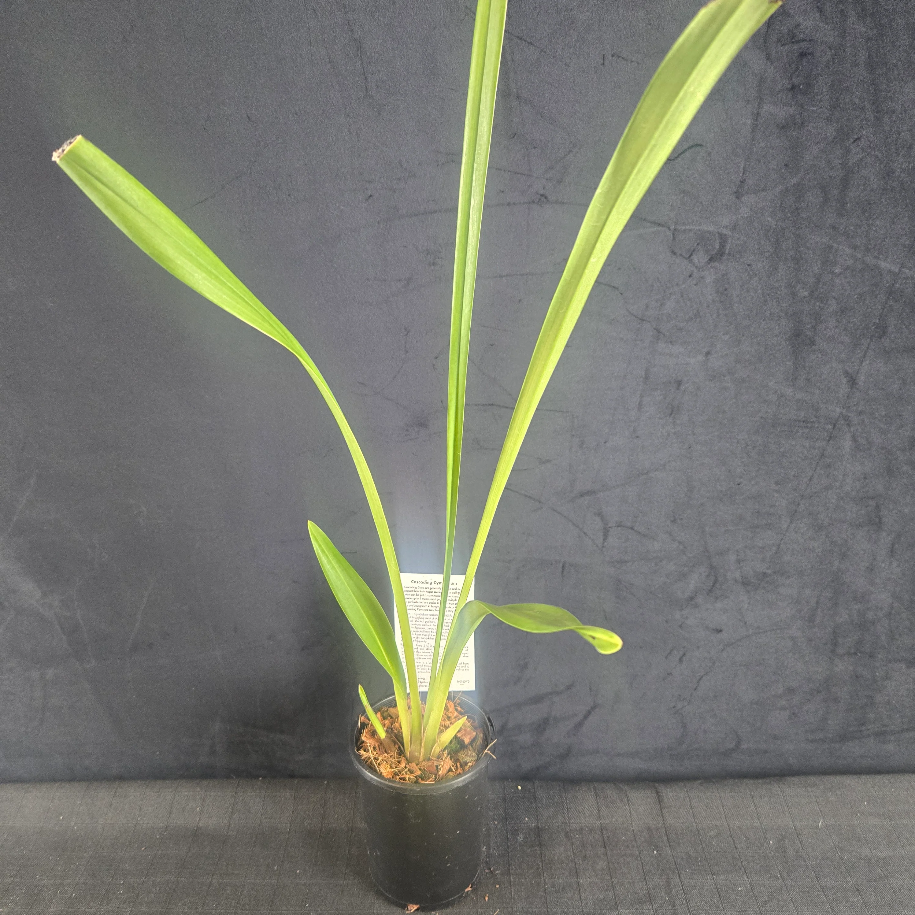 Cymbidium Plush Canyon 'Beenak' - Image 5