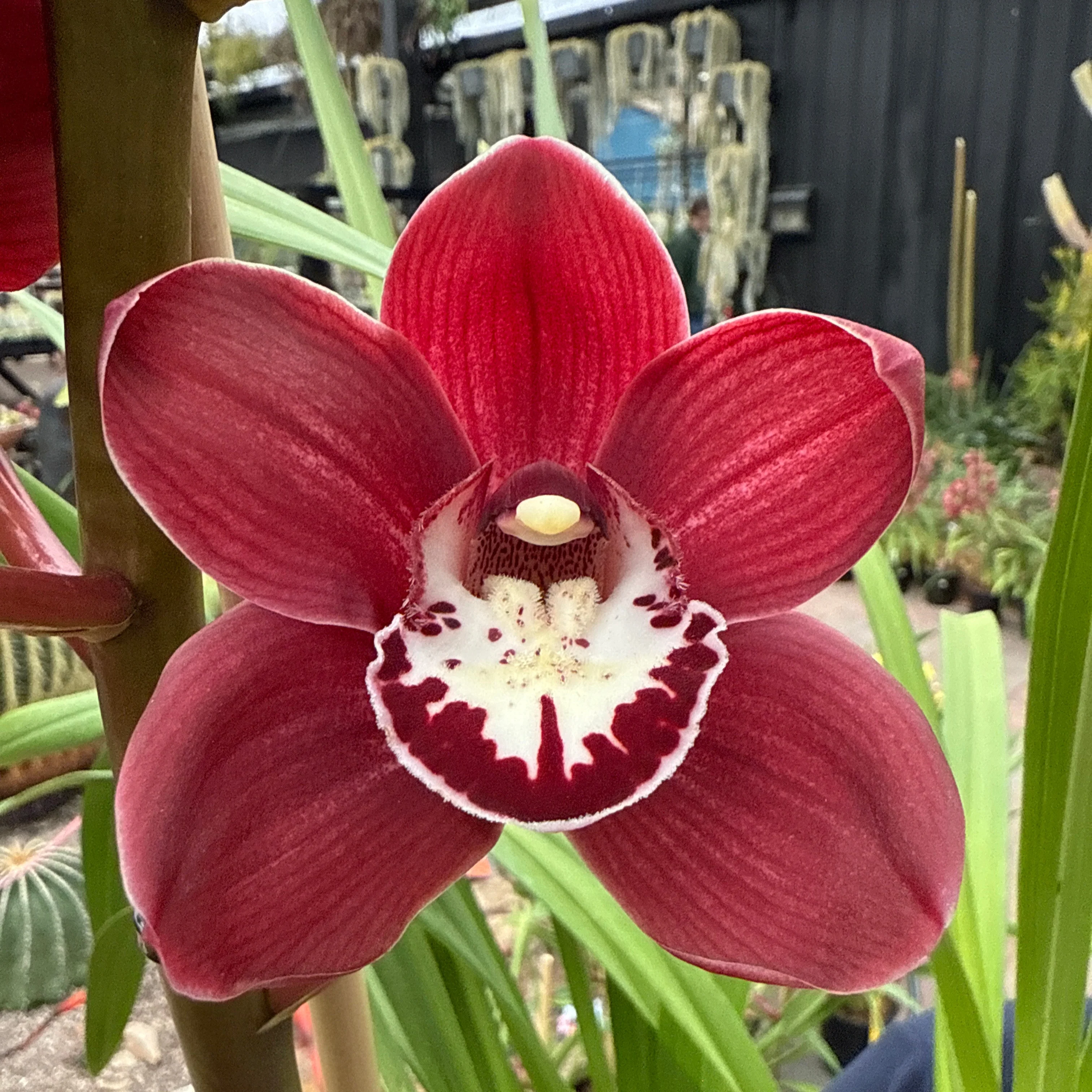 Cymbidium (Regal Beauty x Red Beauty) 'Red Globe' - Image 2