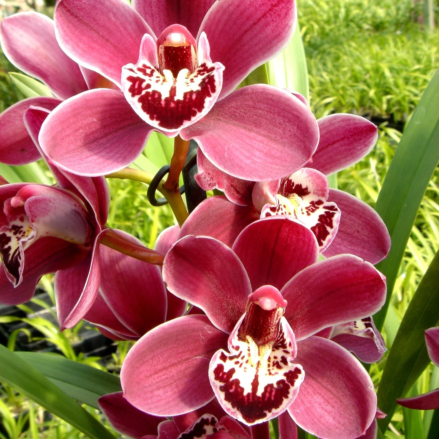 Cymbidium Red Promise 'Nicole'