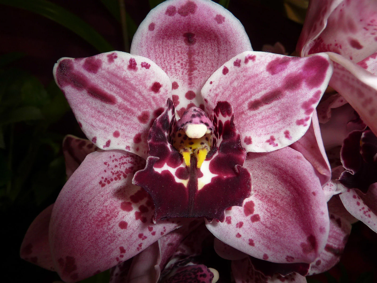 Cymbidium Rocky Road 'Gotcha'