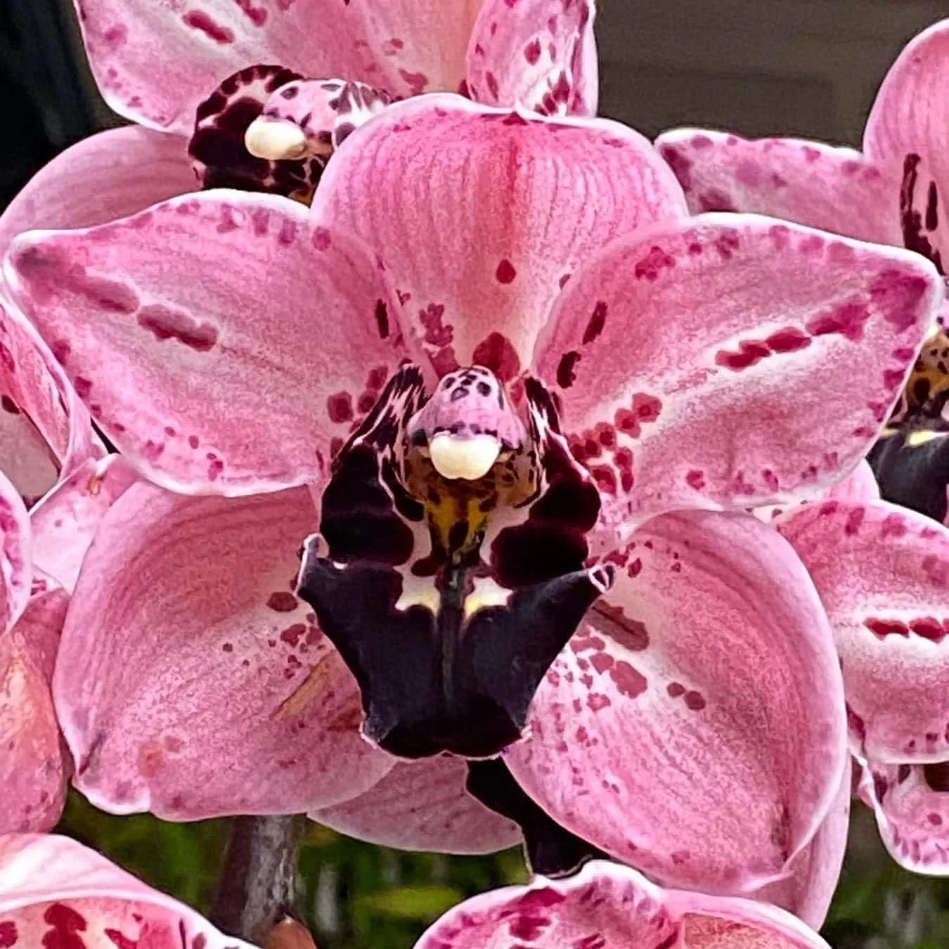 Cymbidium Rocky Road 'Gotcha' - Image 2