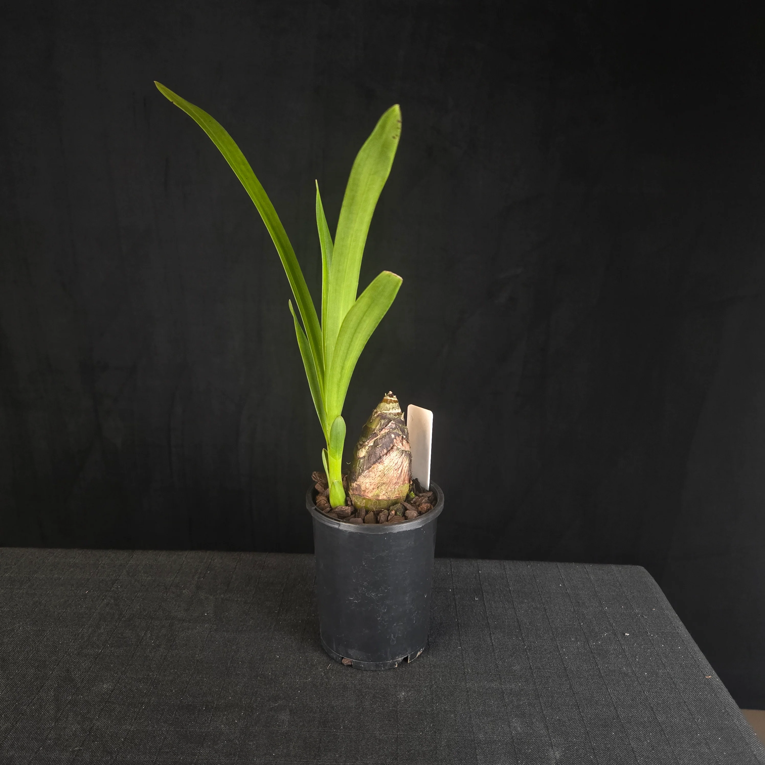 Cymbidium Rocky Road 'Gotcha' - Image 3