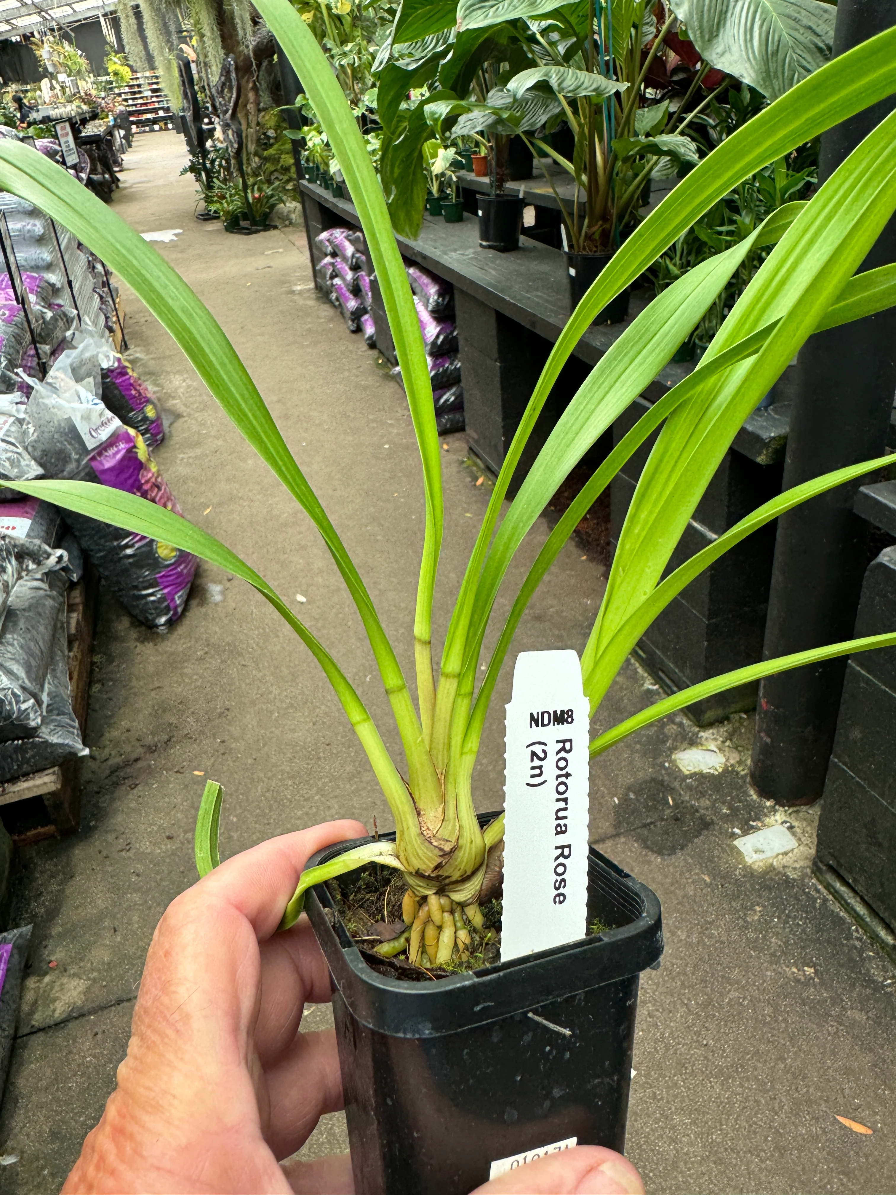 Cymbidium Rotorua 'Rose' 2n - Image 3