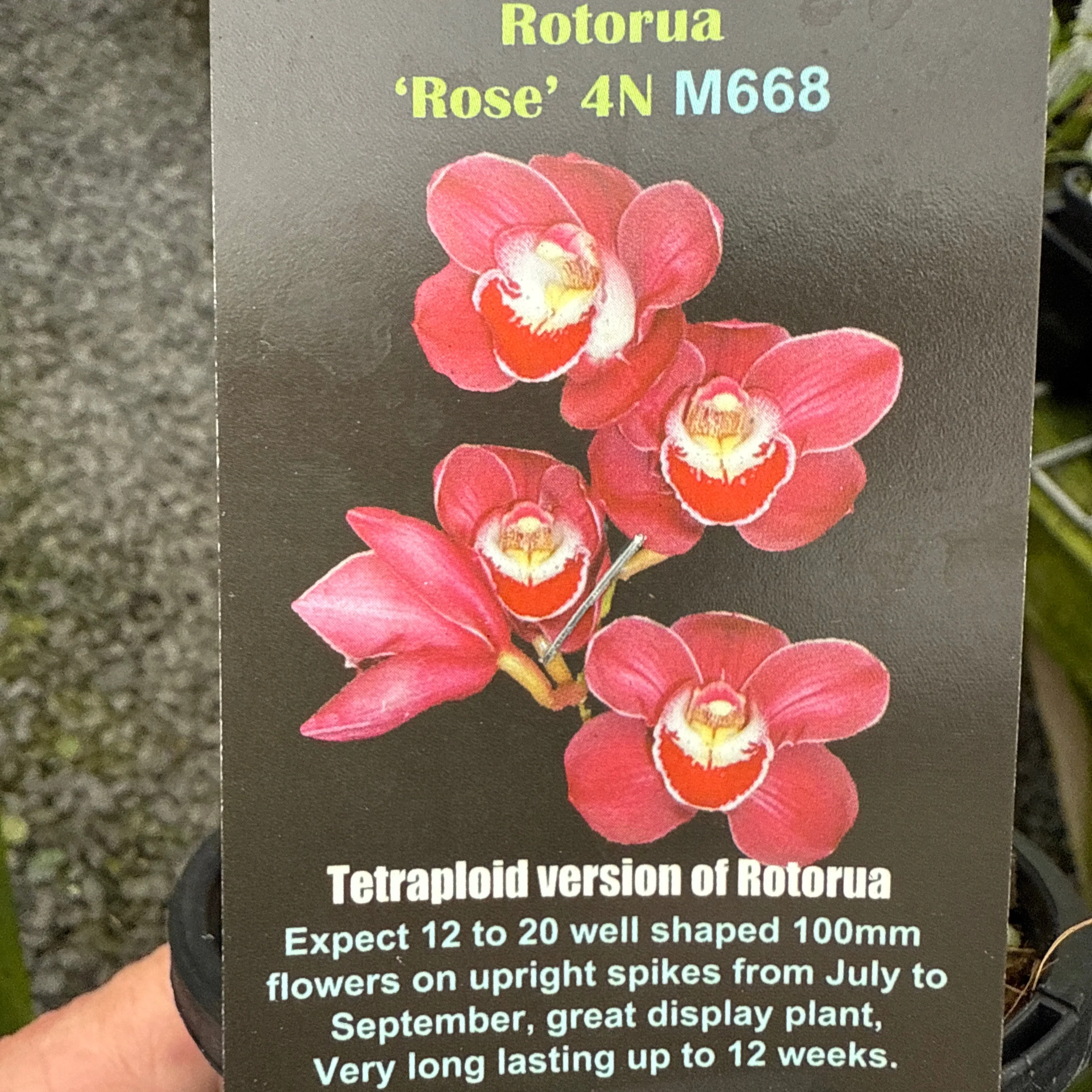 Cymbidium Rotorua Rose 4N - Image 2