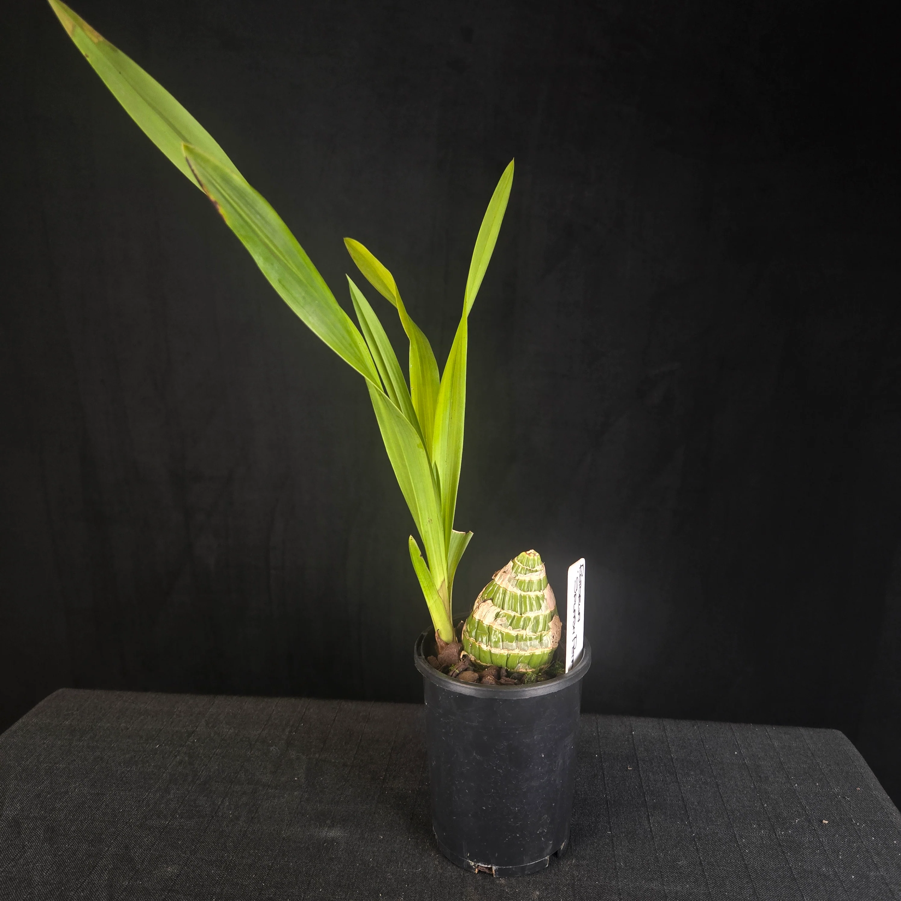 Cymbidium Rotorua Rose 'Splash Petal' - Image 3