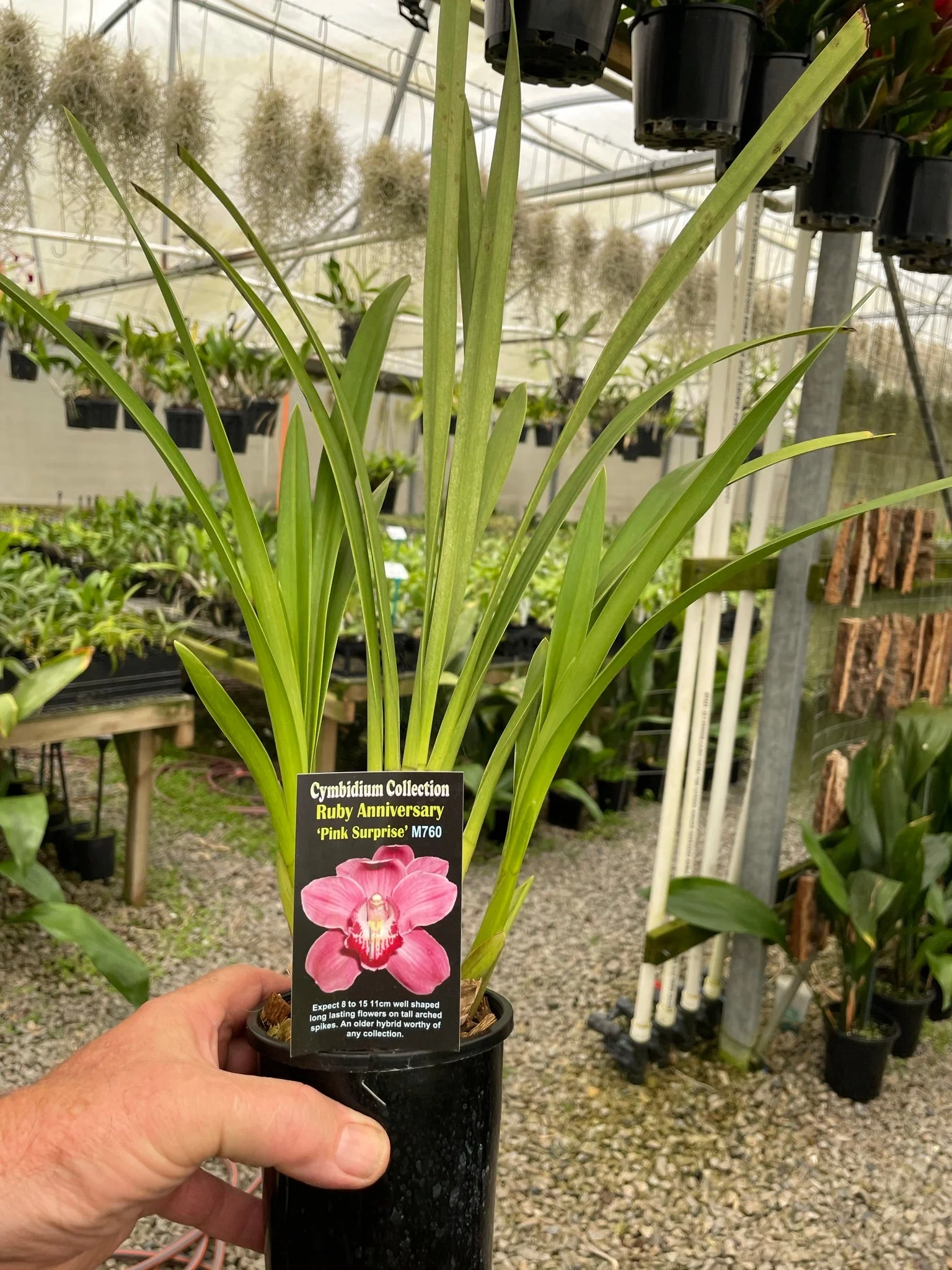 Cymbidium Ruby Anniversary 'Pink Surprise' - Image 2