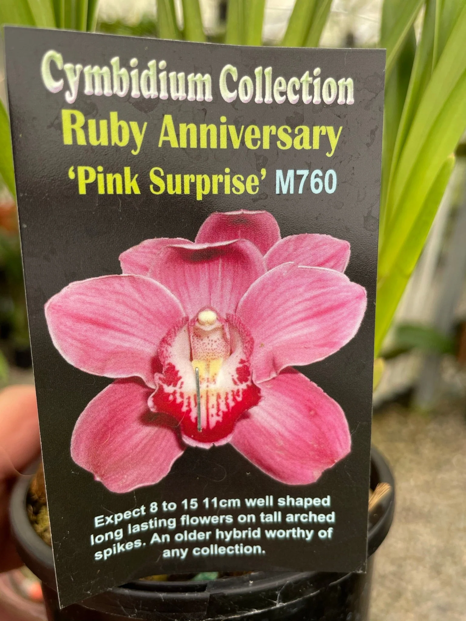 Cymbidium Ruby Anniversary 'Pink Surprise' - Image 3