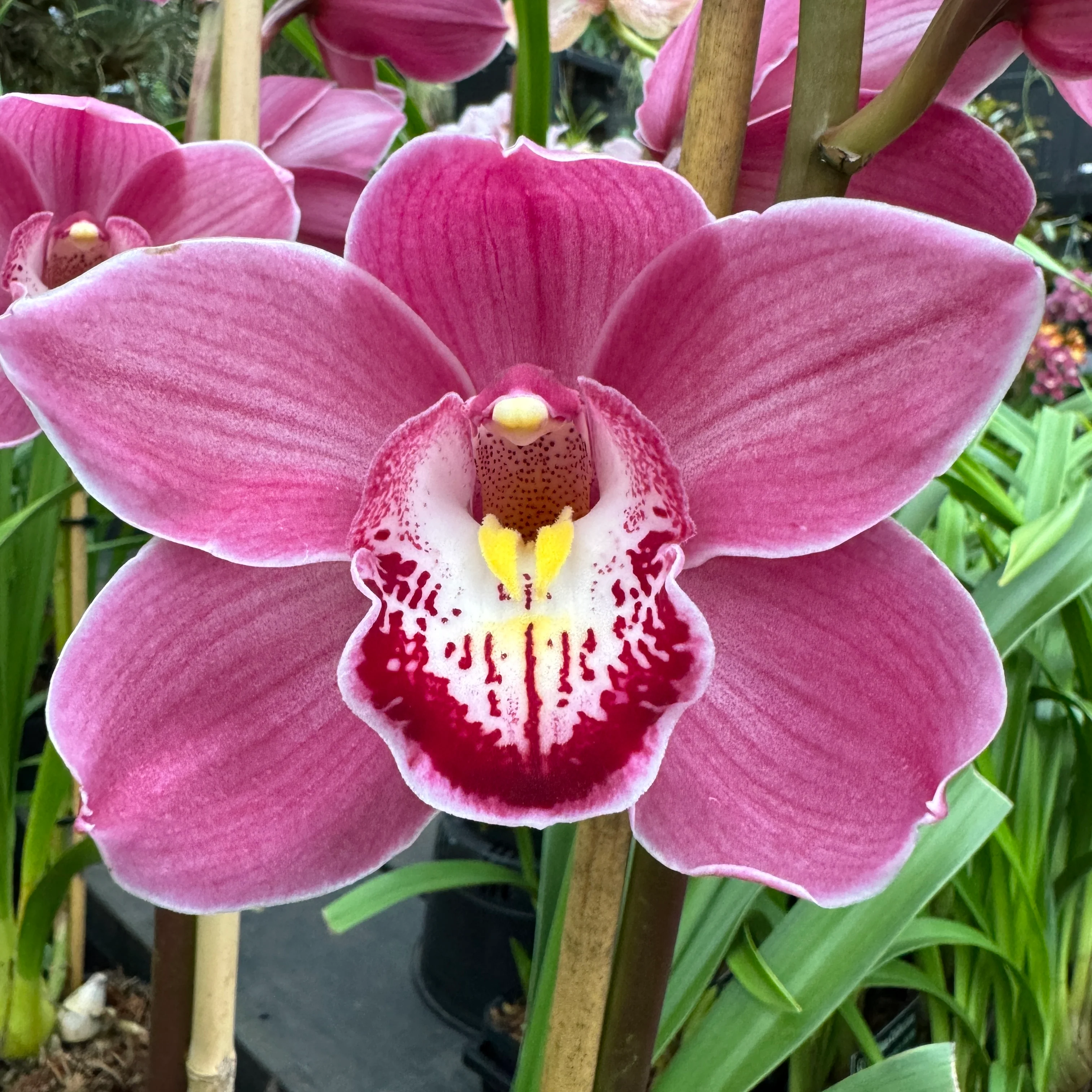 Cymbidium Ruby Anniversary 'Pink Surprise' - Image 4