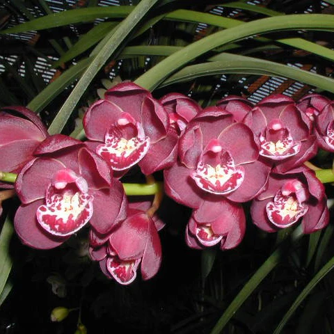 Cymbidium Ruby Eyes Royal Show - Image 2