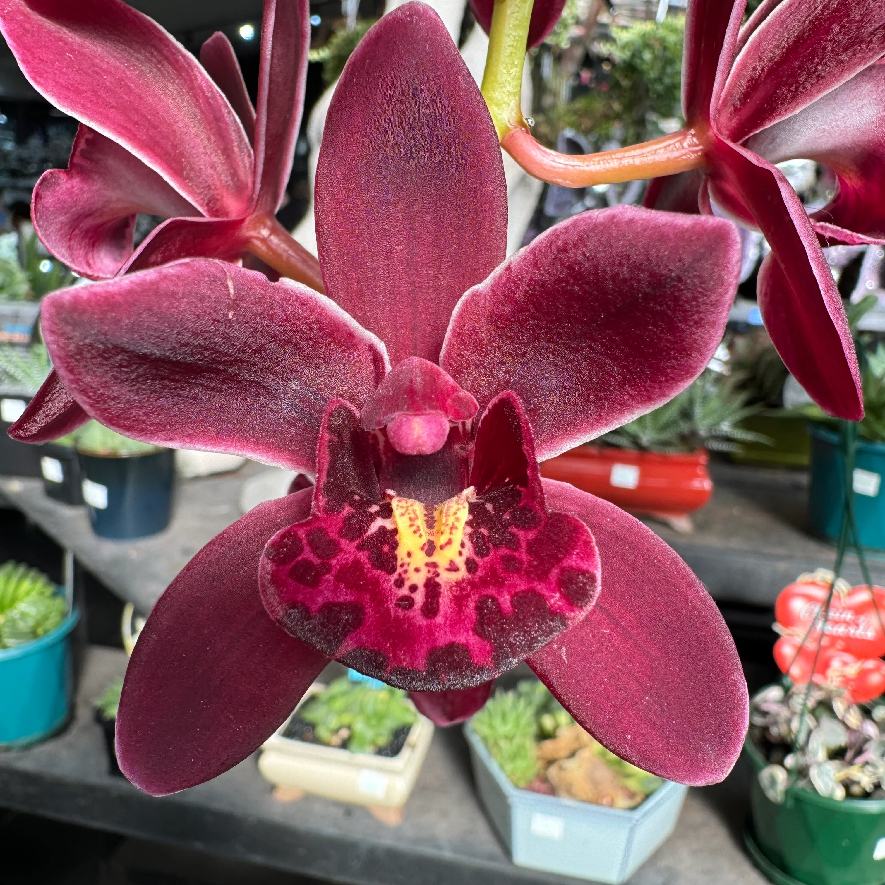 Cymbidium Ruby Eyes 'Tetra Baron'