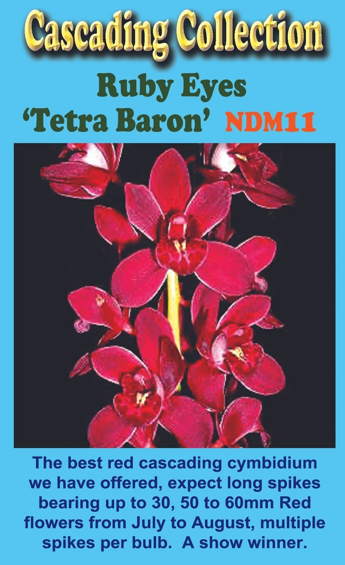 Cymbidium Ruby Eyes 'Tetra Baron' - Image 2