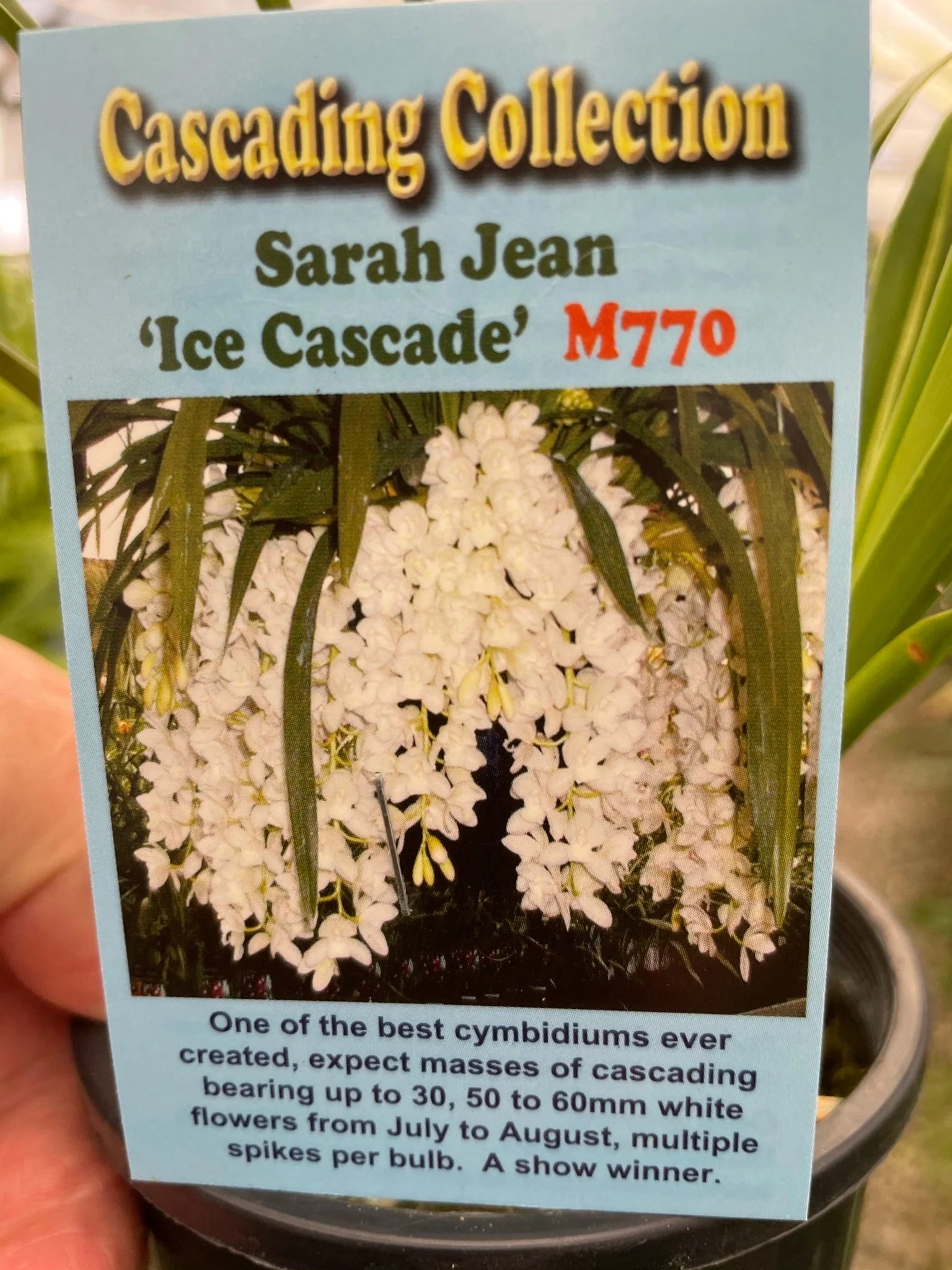 Cymbidium Sarah Jean 'Ice Cascade' - Image 4