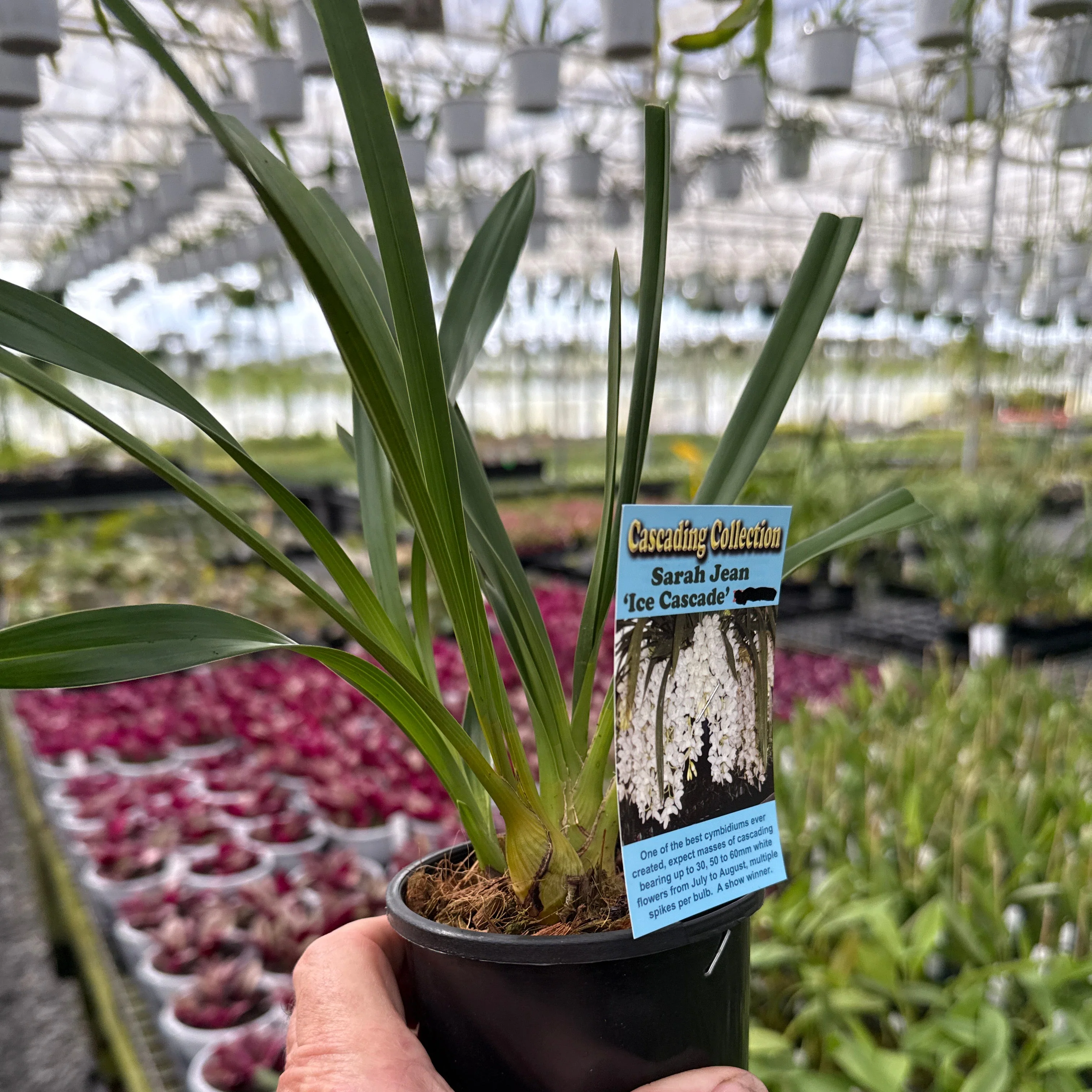 Cymbidium Sarah Jean 'Ice Cascade' - Image 5