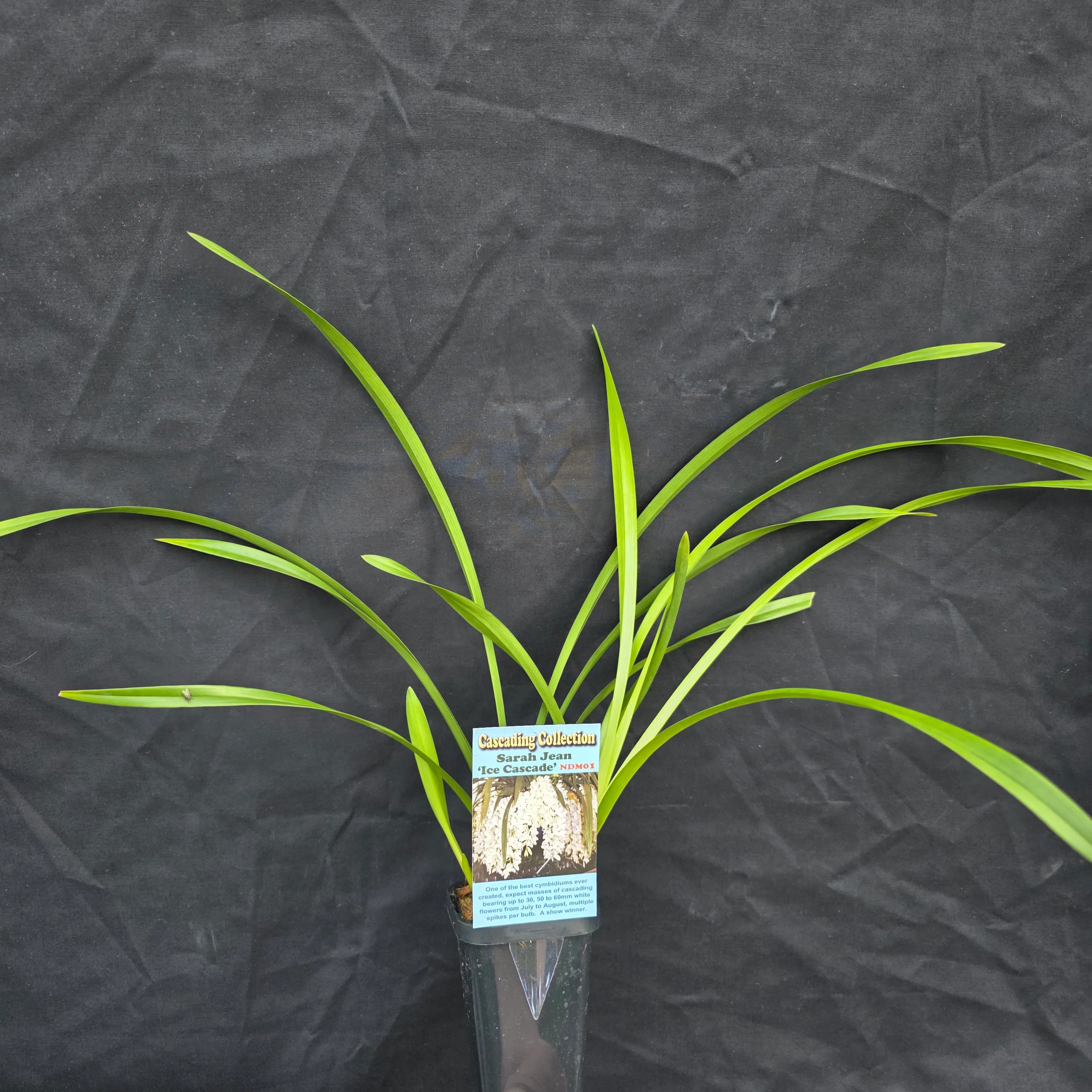 Cymbidium Sarah Jean 'Ice Cascade' - Image 6