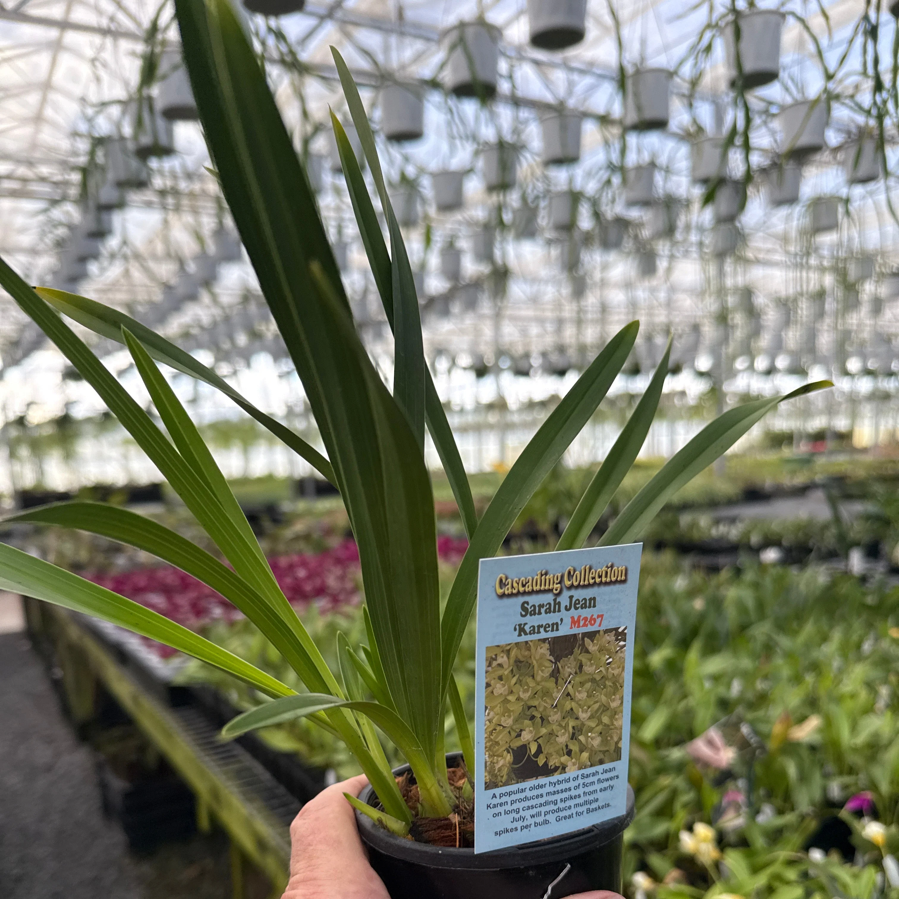 Cymbidium Sarah Jean 'Karen' - Image 2