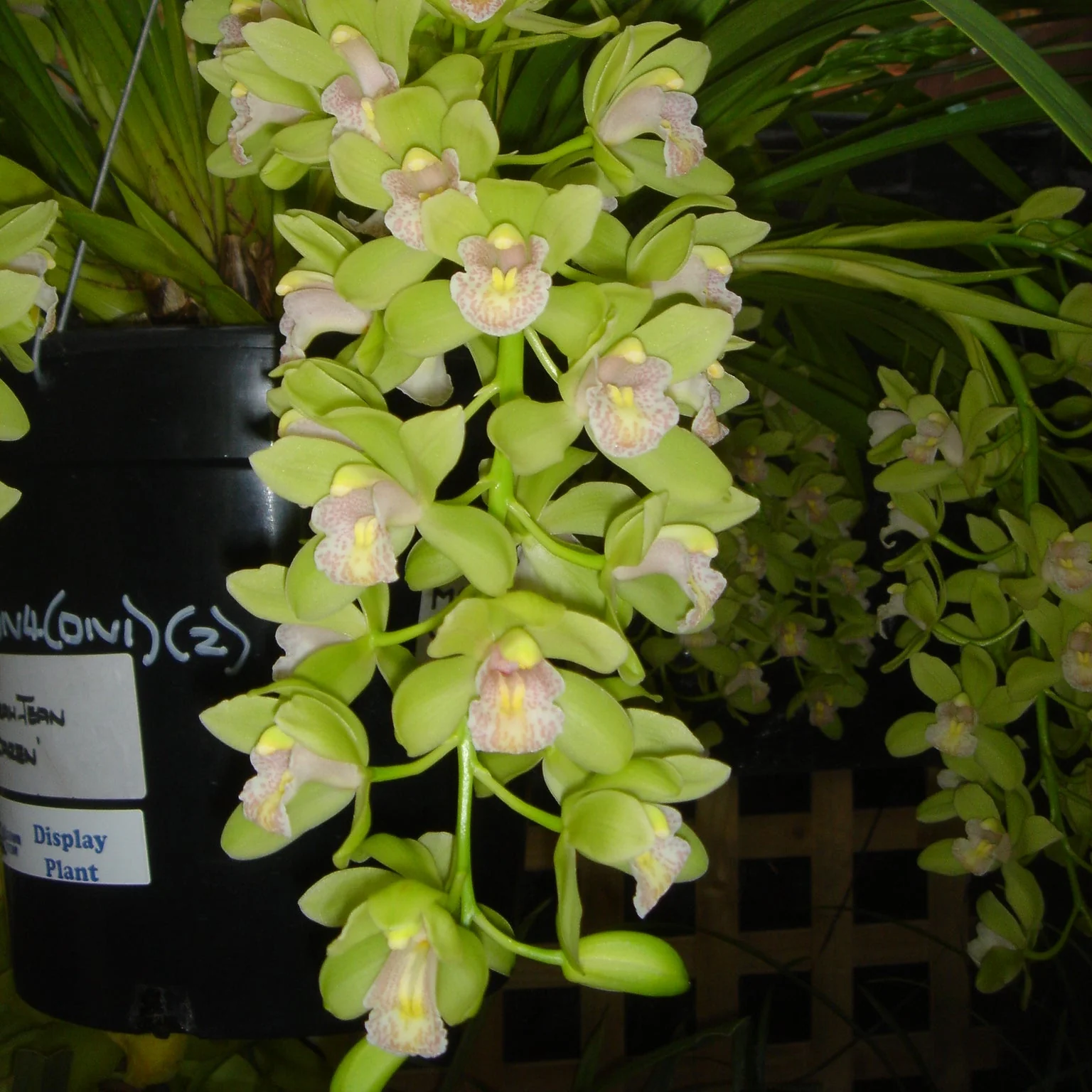 Cymbidium Sarah Jean 'Karen' - Image 3