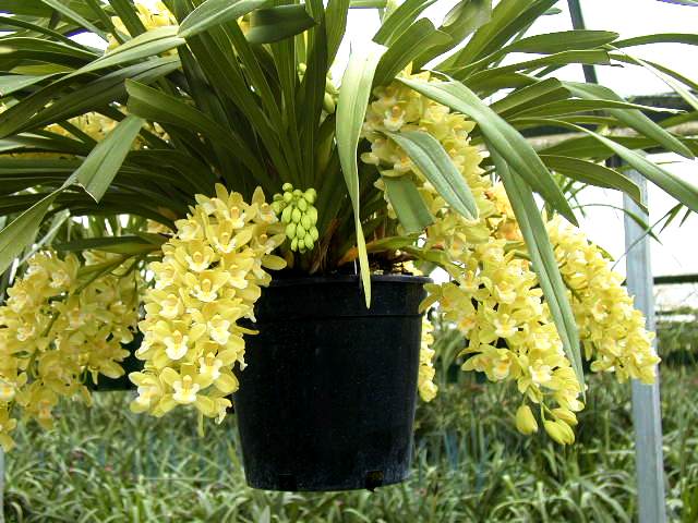 Cymbidium Sarah Jean 'Lime light'