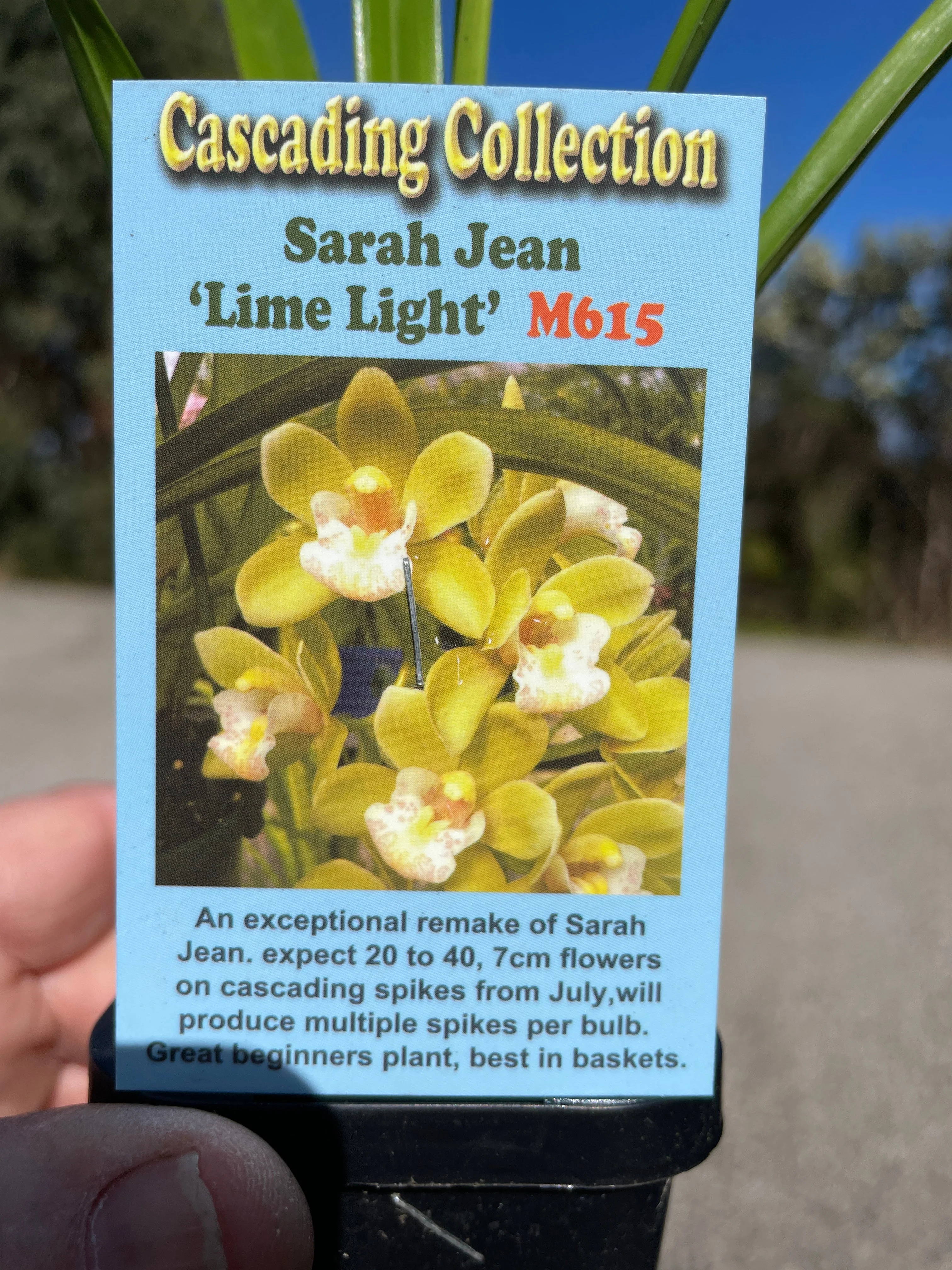 Cymbidium Sarah Jean 'Lime light' - Image 3