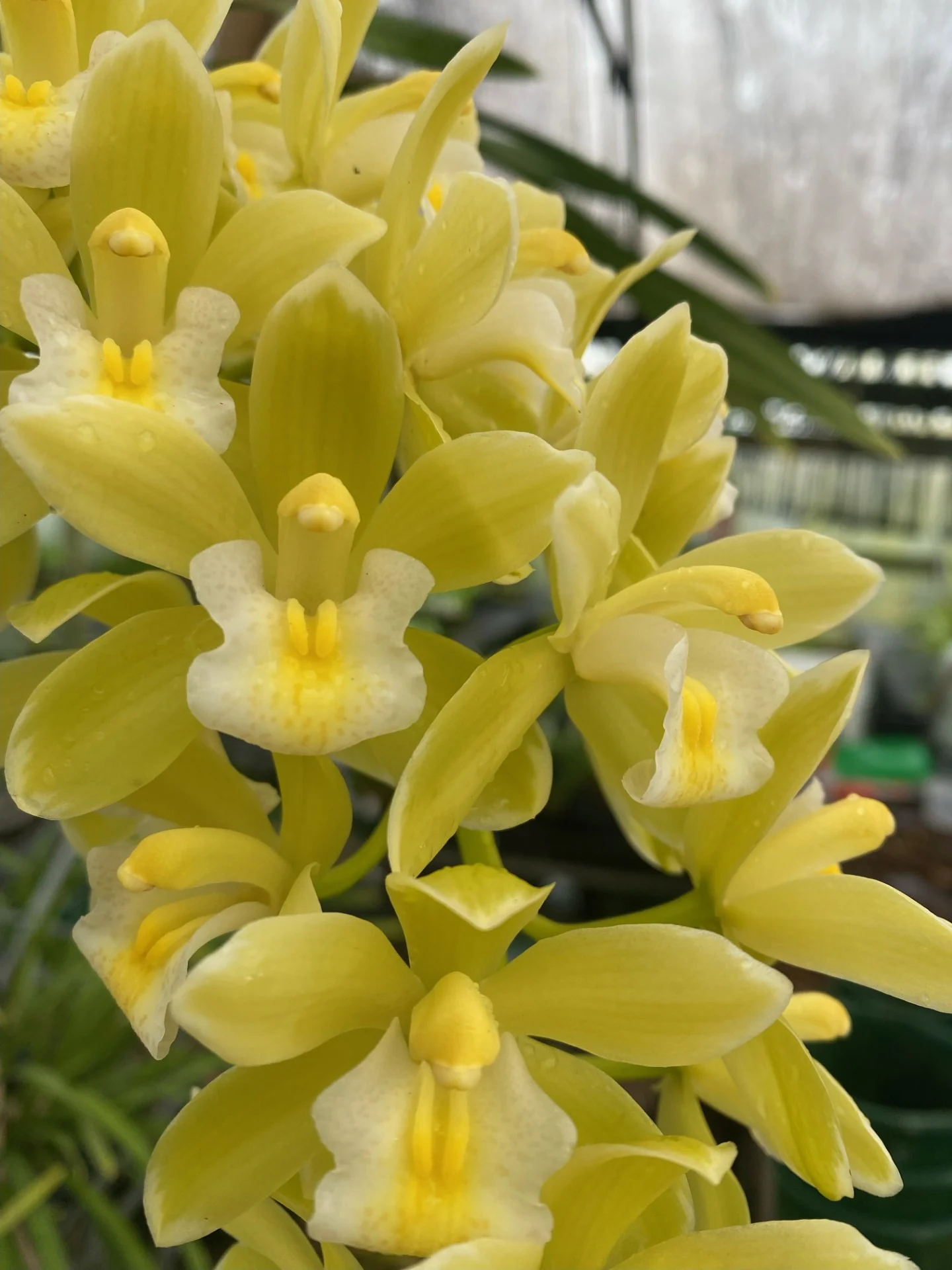 Cymbidium Sarah Jean 'Paradise' – 'Frosty Tips'