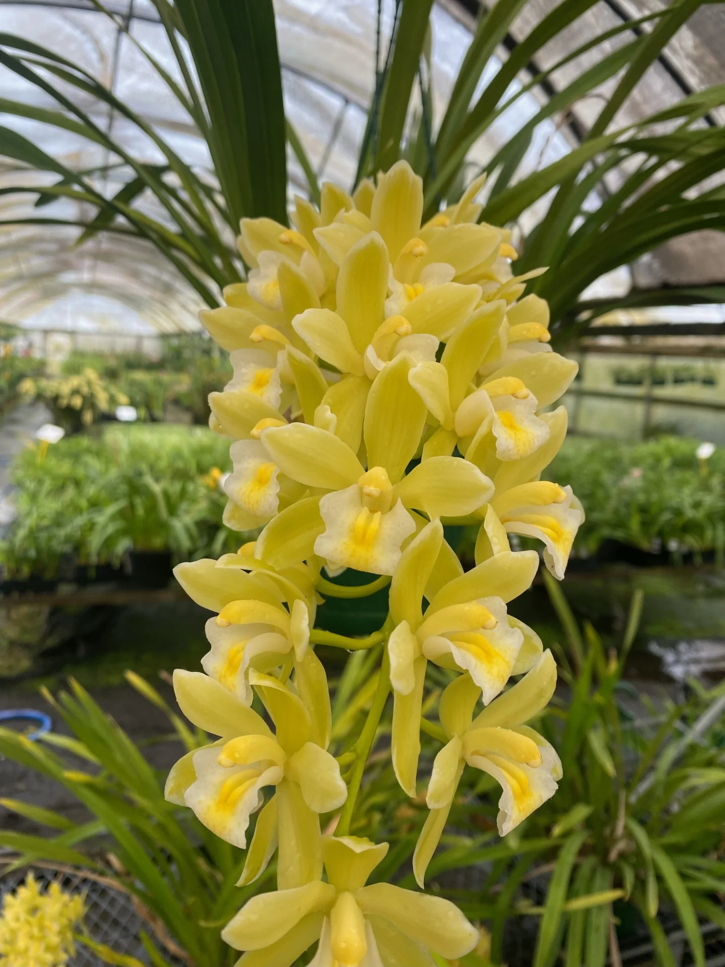 Cymbidium Sarah Jean 'Paradise' – 'Frosty Tips' - Image 2