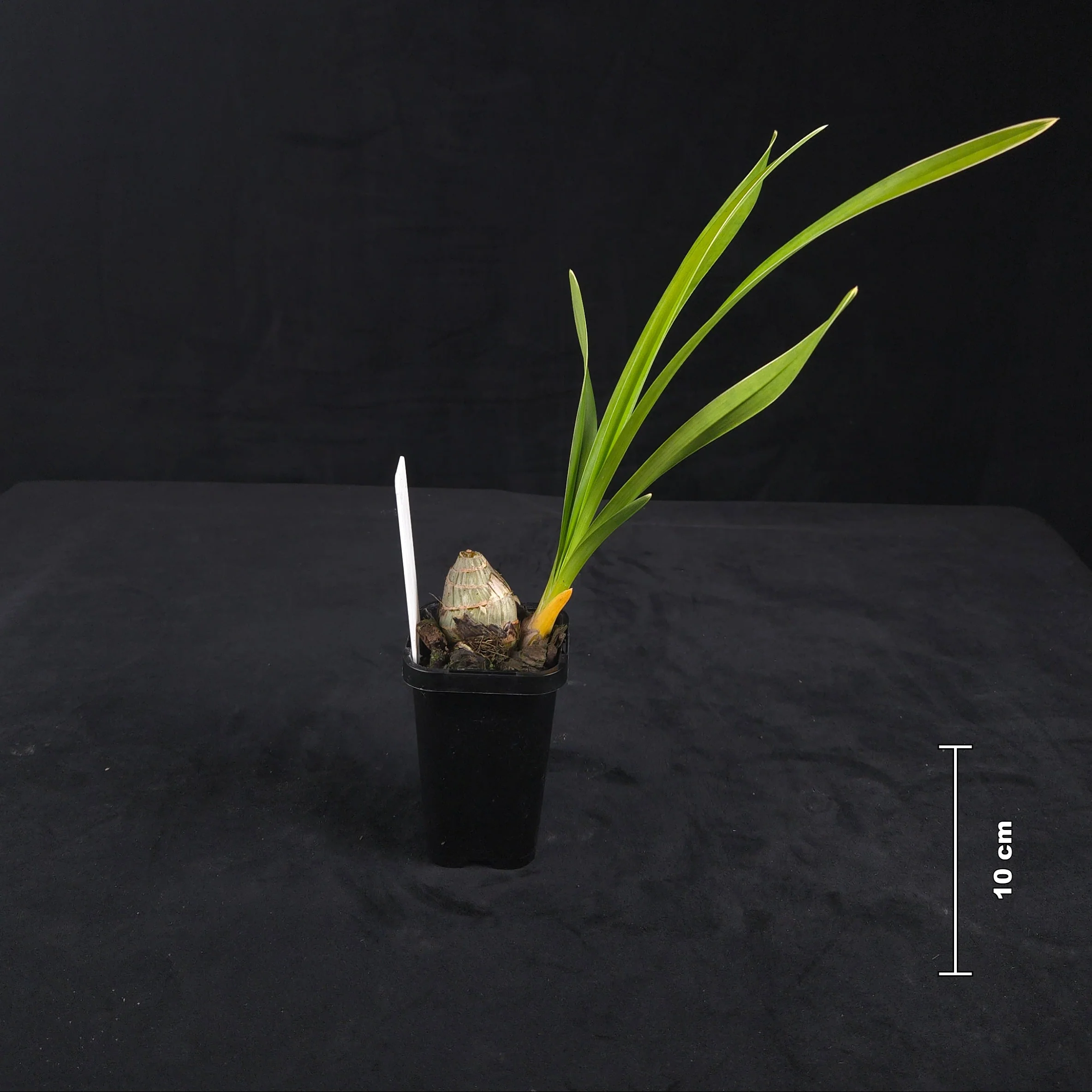 Cymbidium Sarah Jean 'Paradise' – 'Frosty Tips' - Image 3