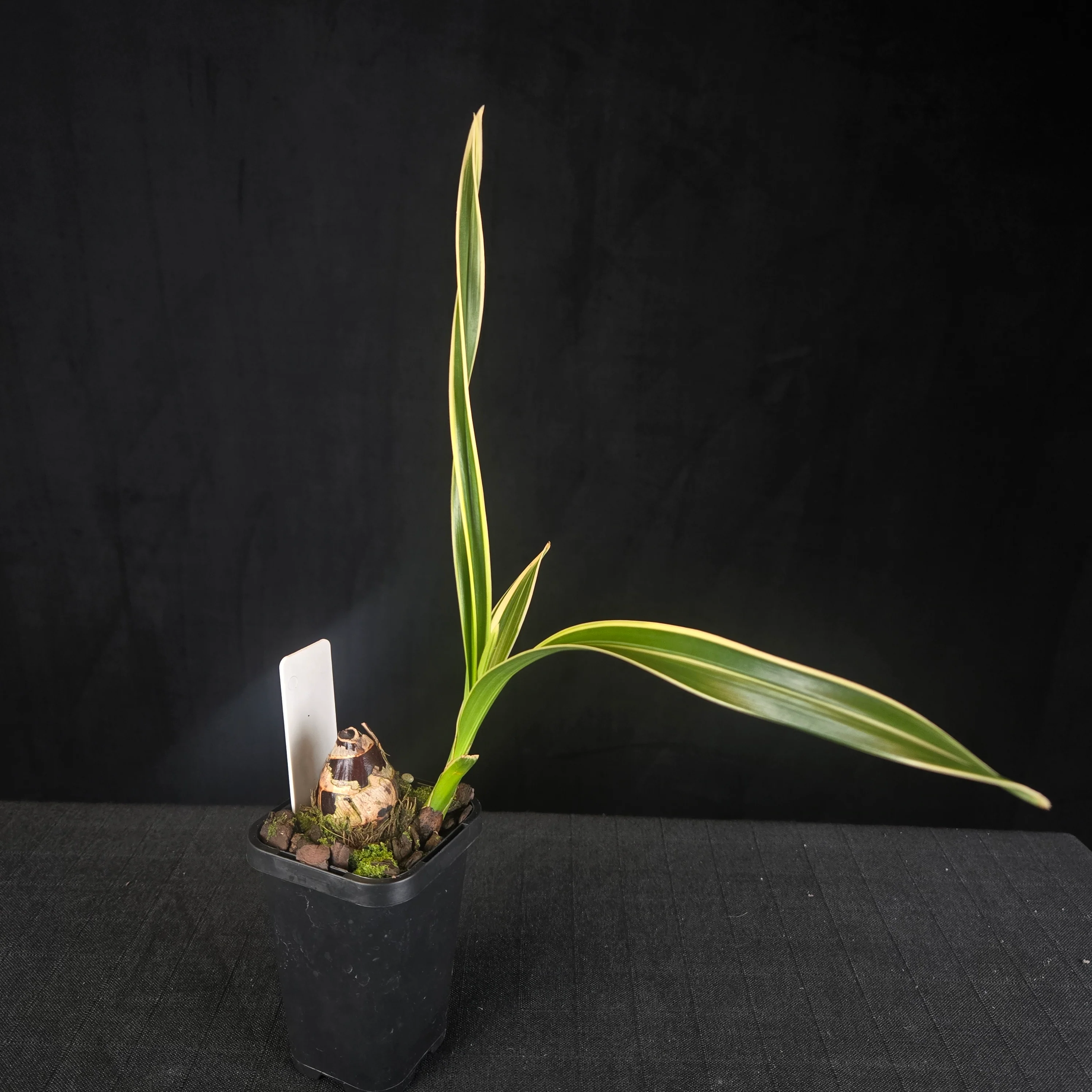 Cymbidium Sarah Jean 'Peach' Variegated