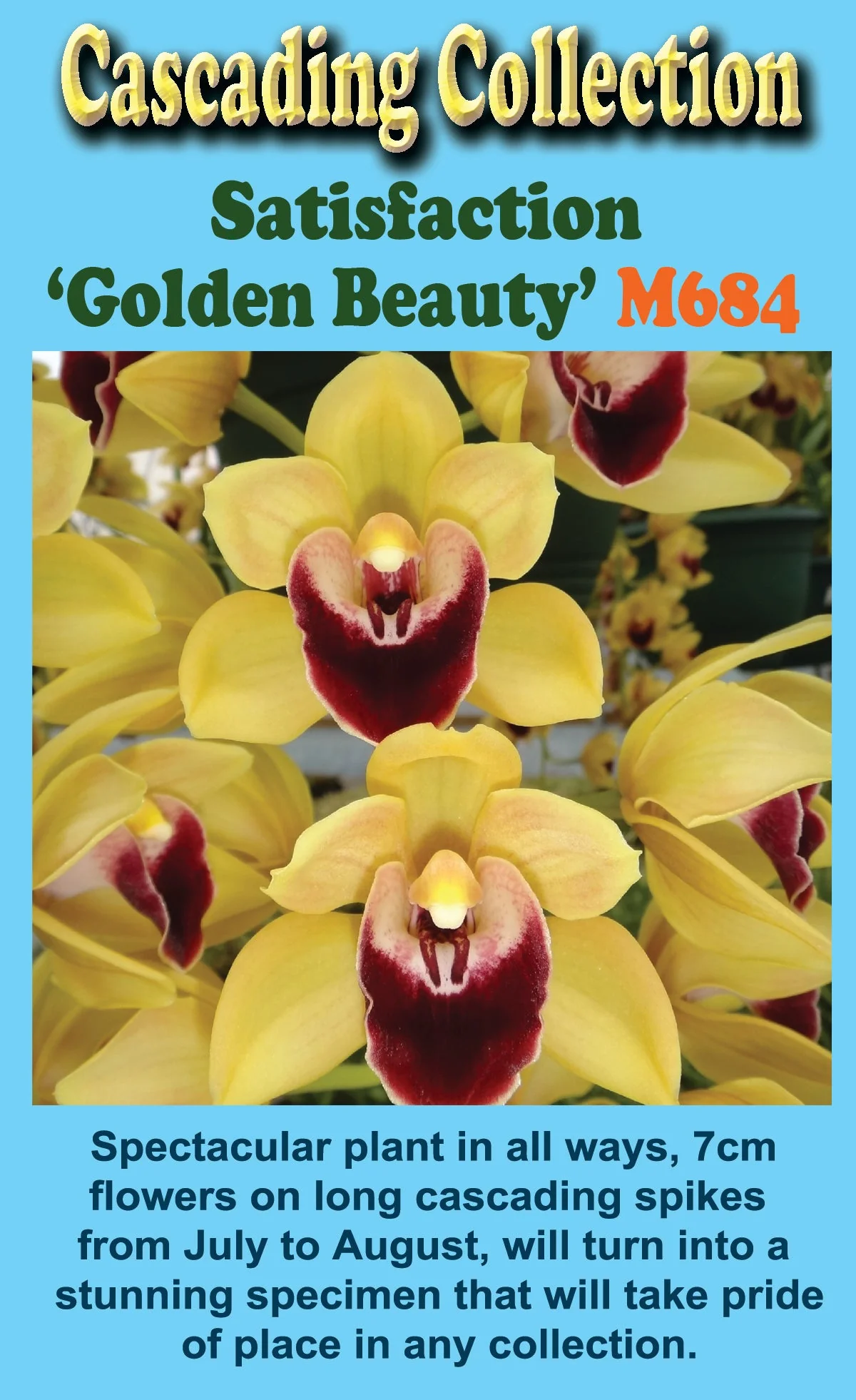 Cymbidium Satisfaction 'Golden Beauty' - Image 2