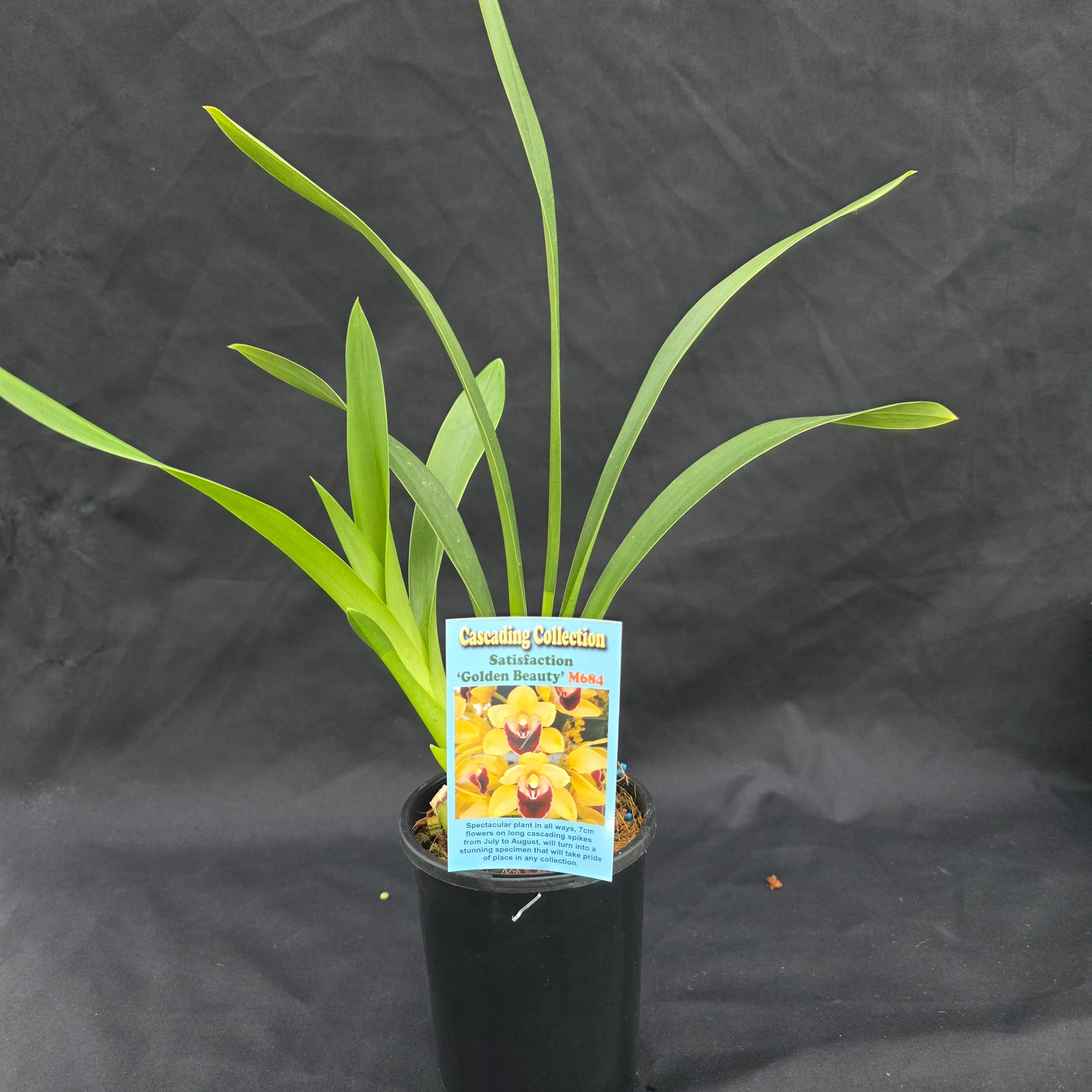 Cymbidium Satisfaction 'Golden Beauty' - Image 3