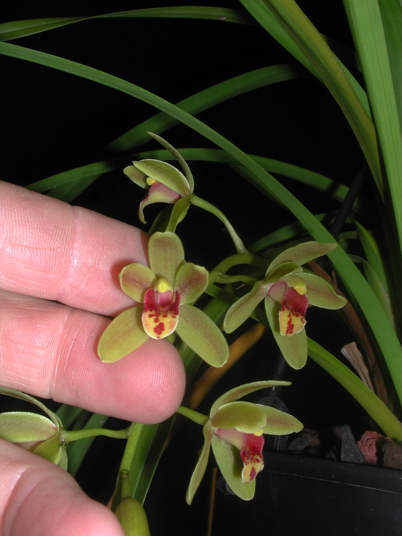 Cymbidium Scallywag 'The Crumpet' Orginal Clone - Image 3