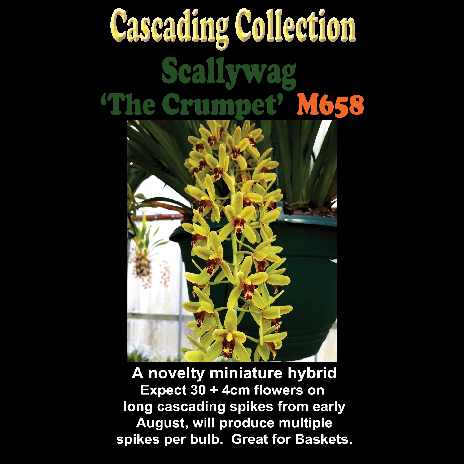 Cymbidium Scallywag 'The Crumpet' Orginal Clone - Image 4