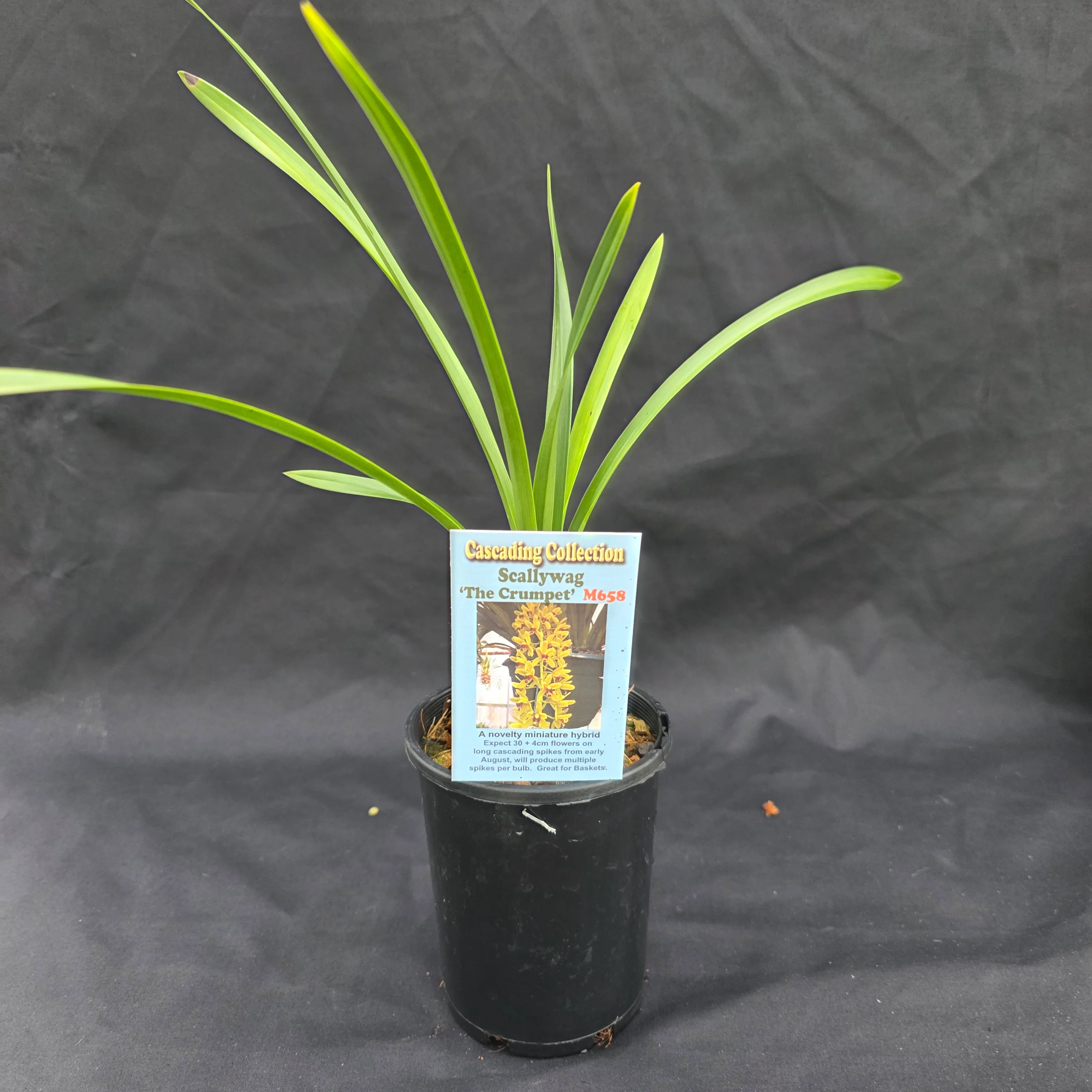 Cymbidium Scallywag 'The Crumpet' Orginal Clone - Image 5
