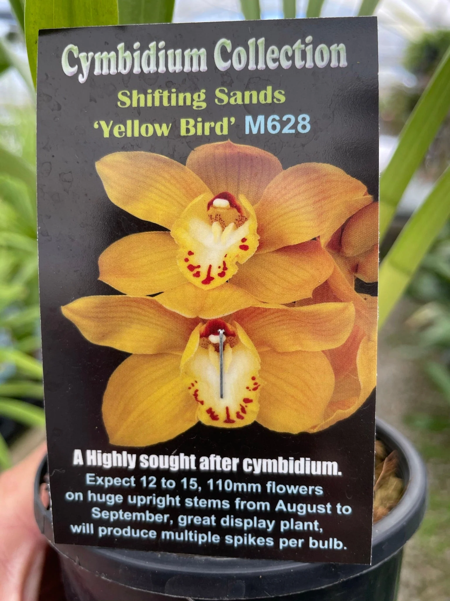 Cymbidium Shifting Sands 'Yellow Bird' - Image 2