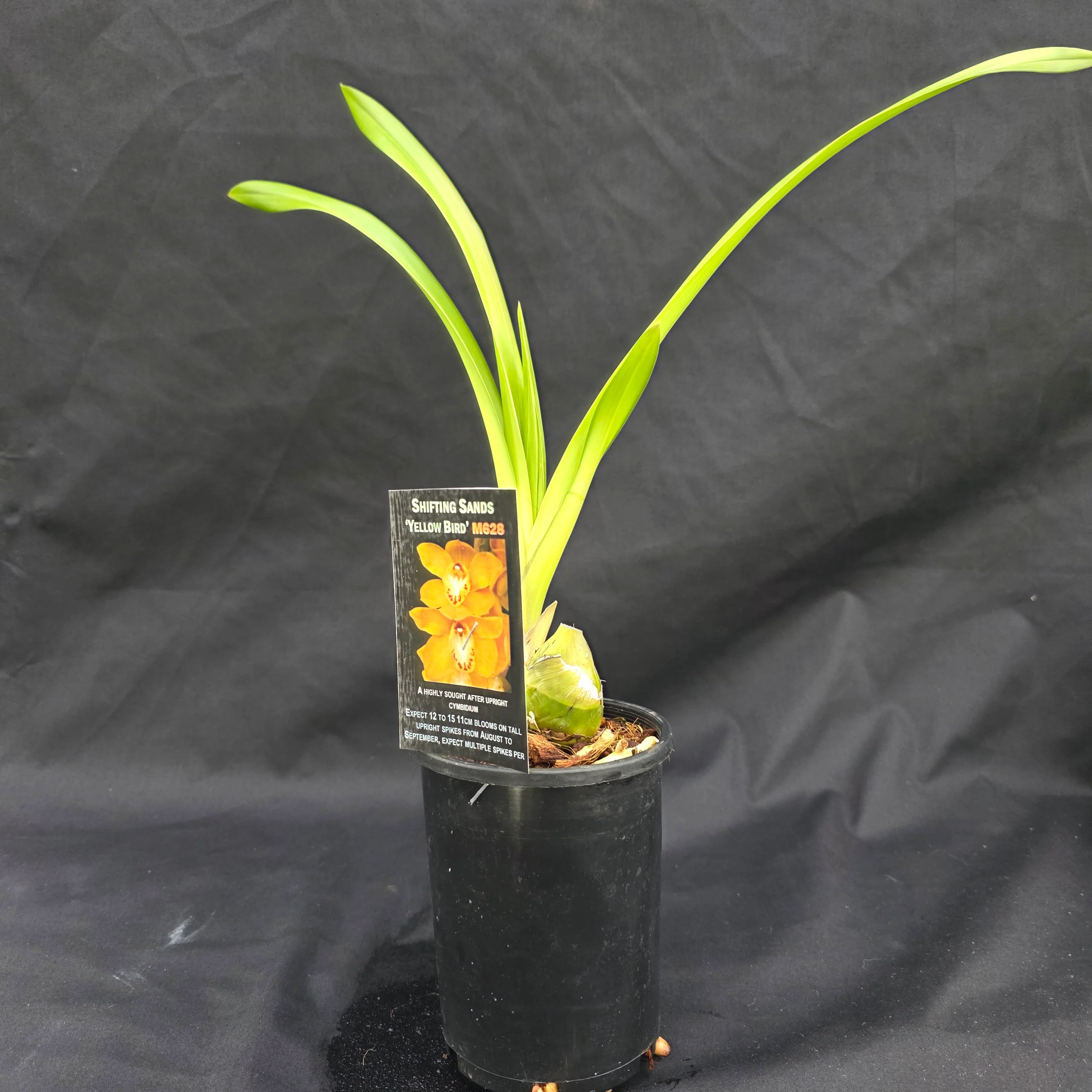 Cymbidium Shifting Sands 'Yellow Bird' - Image 3