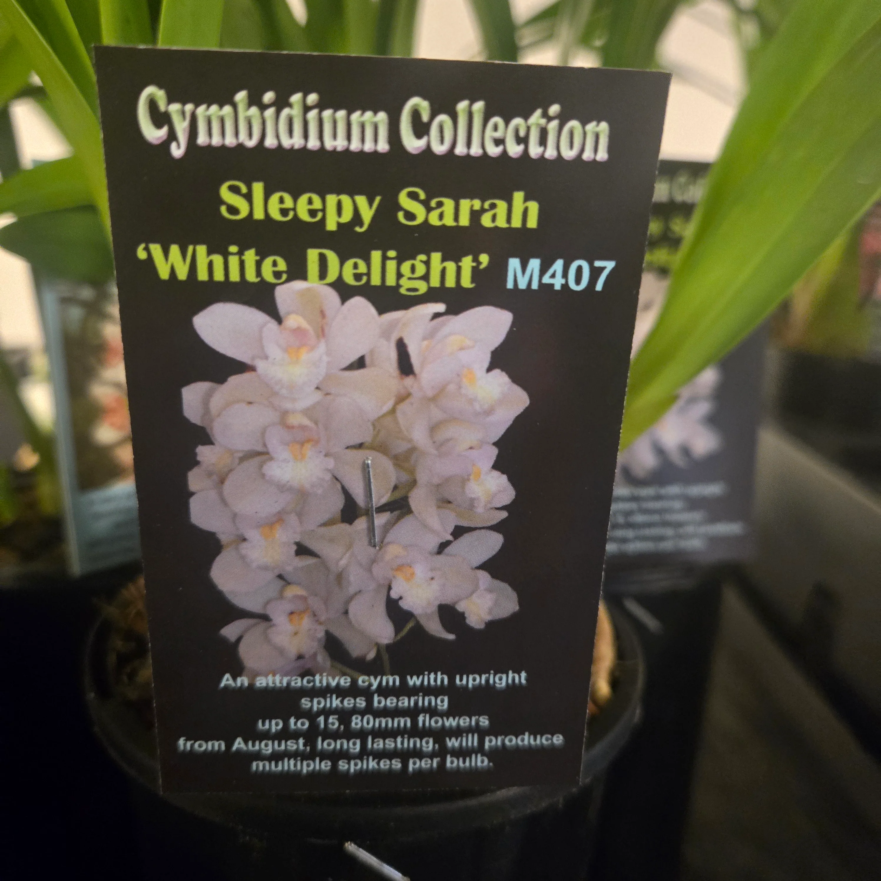 Cymbidium Sleepy Sarah 'White Delight' - Image 2