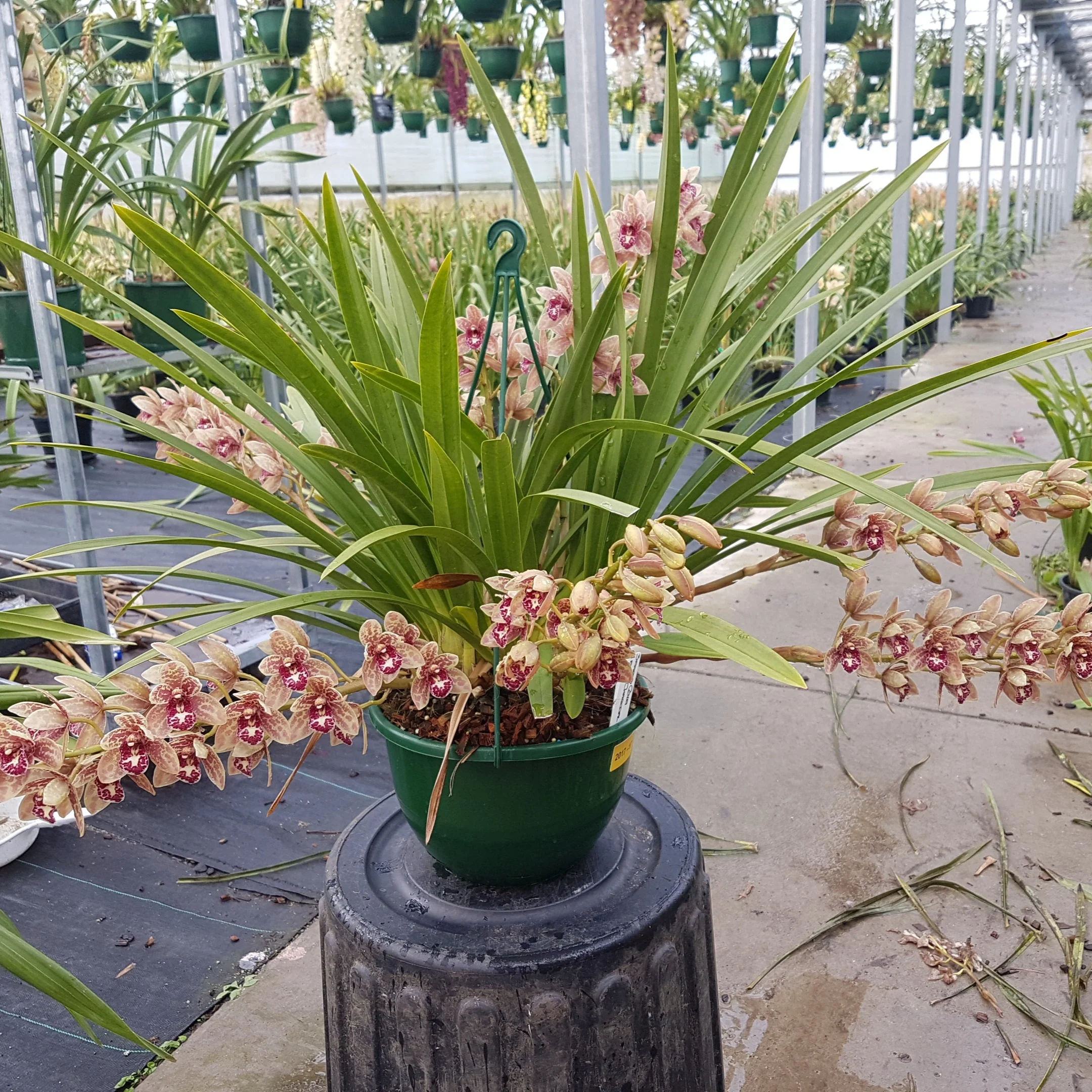 Cymbidium Spark Sprite 'Sylvia' - Image 3