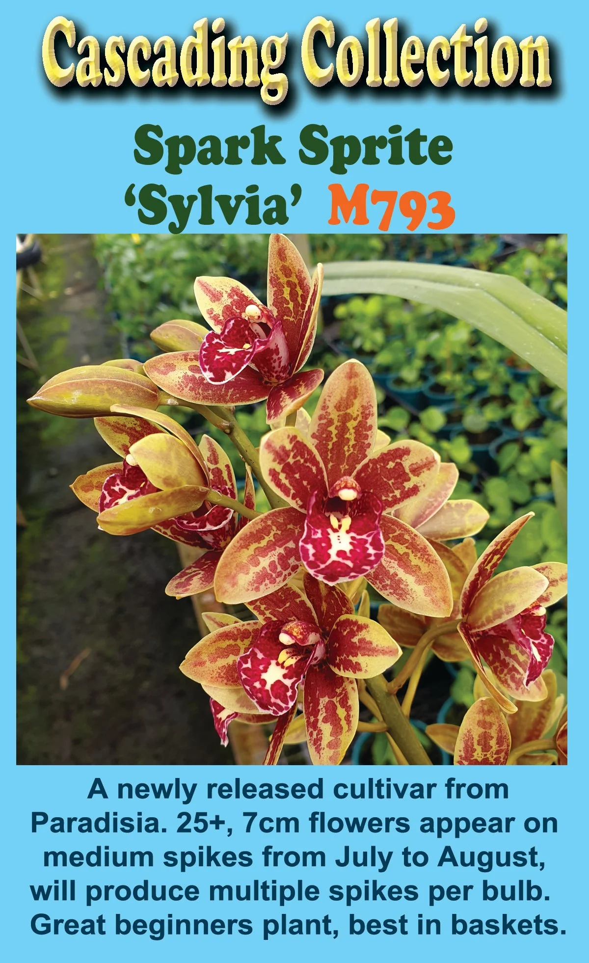 Cymbidium Spark Sprite 'Sylvia' - Image 4