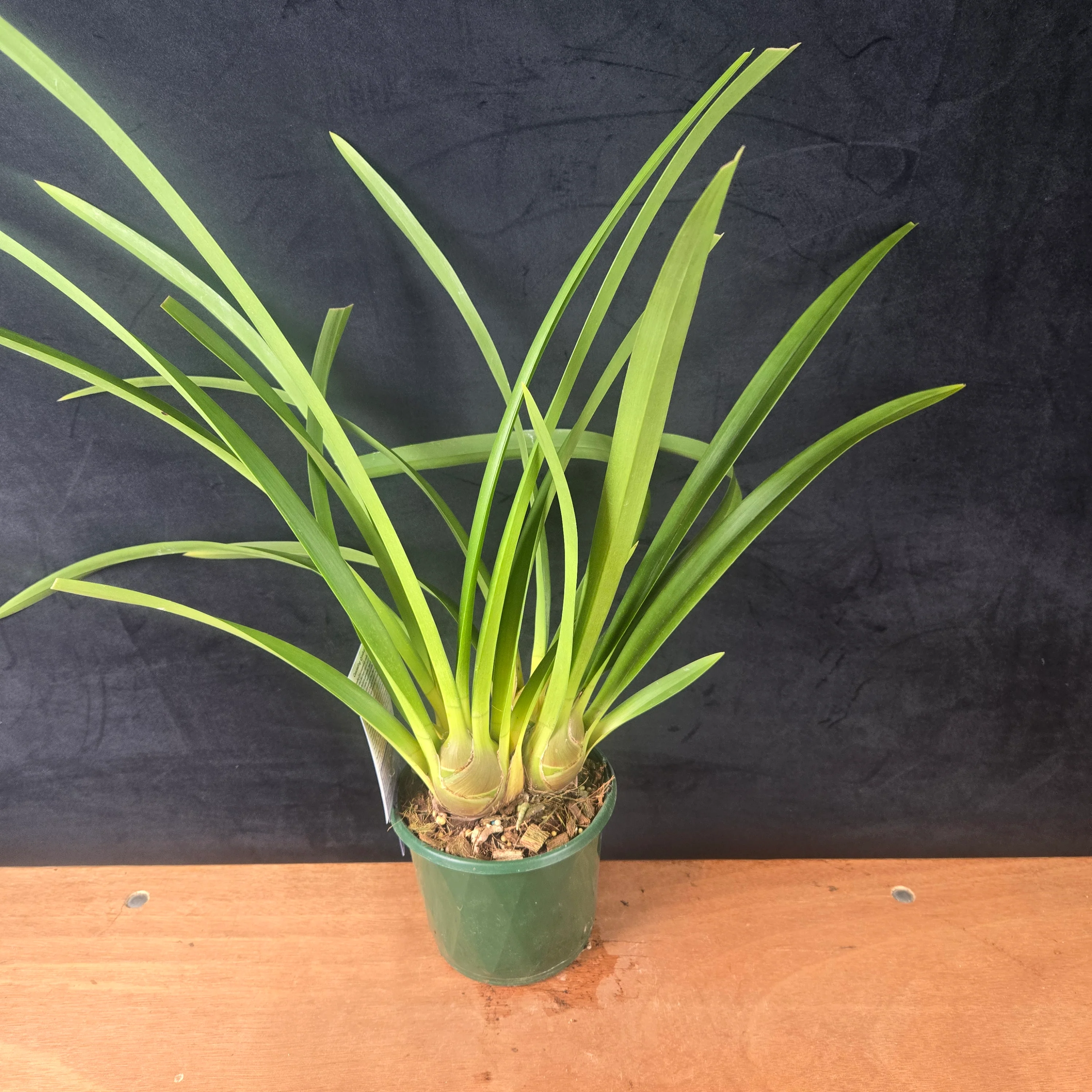 Cymbidium Spark Sprite 'Sylvia' - Image 5