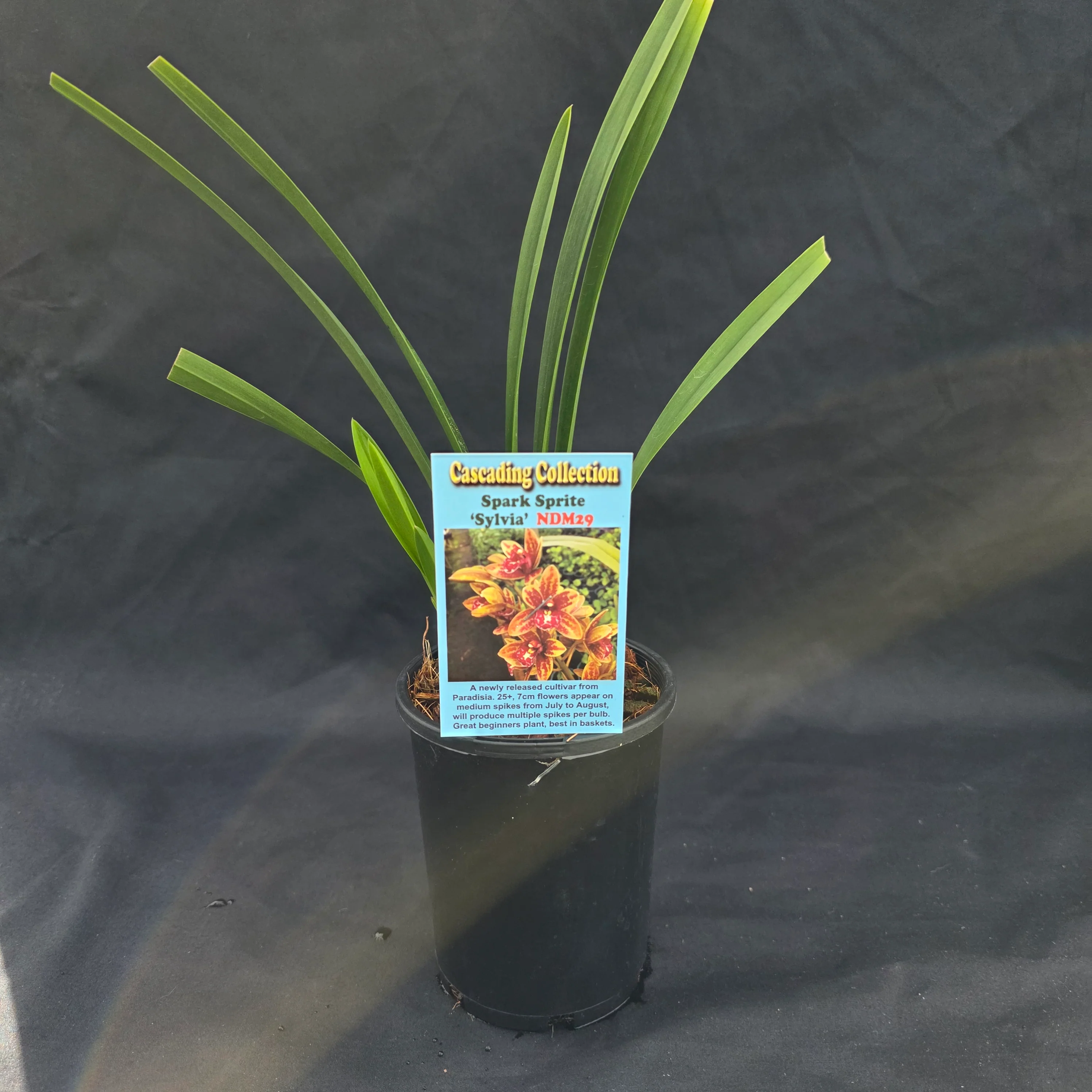 Cymbidium Spark Sprite 'Sylvia' - Image 6