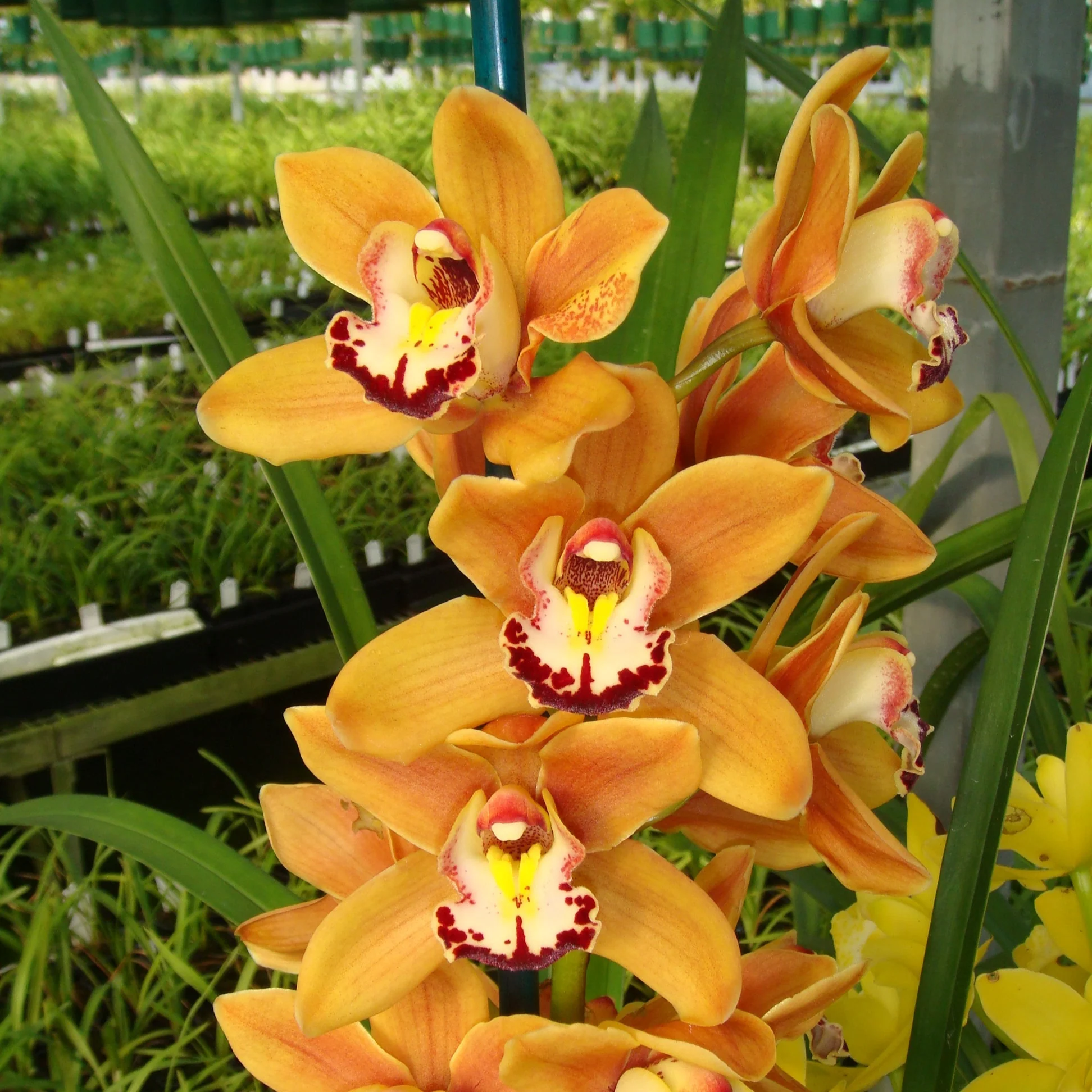 Cymbidium Stone Free 'Golden Tower'