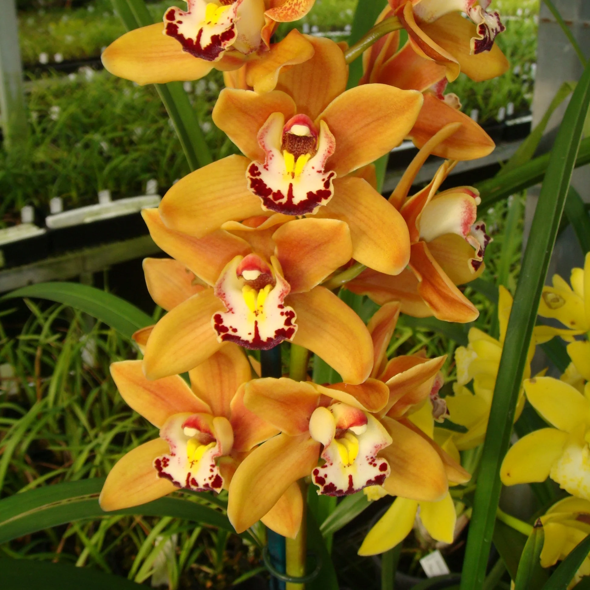 Cymbidium Stone Free 'Golden Tower' - Image 2