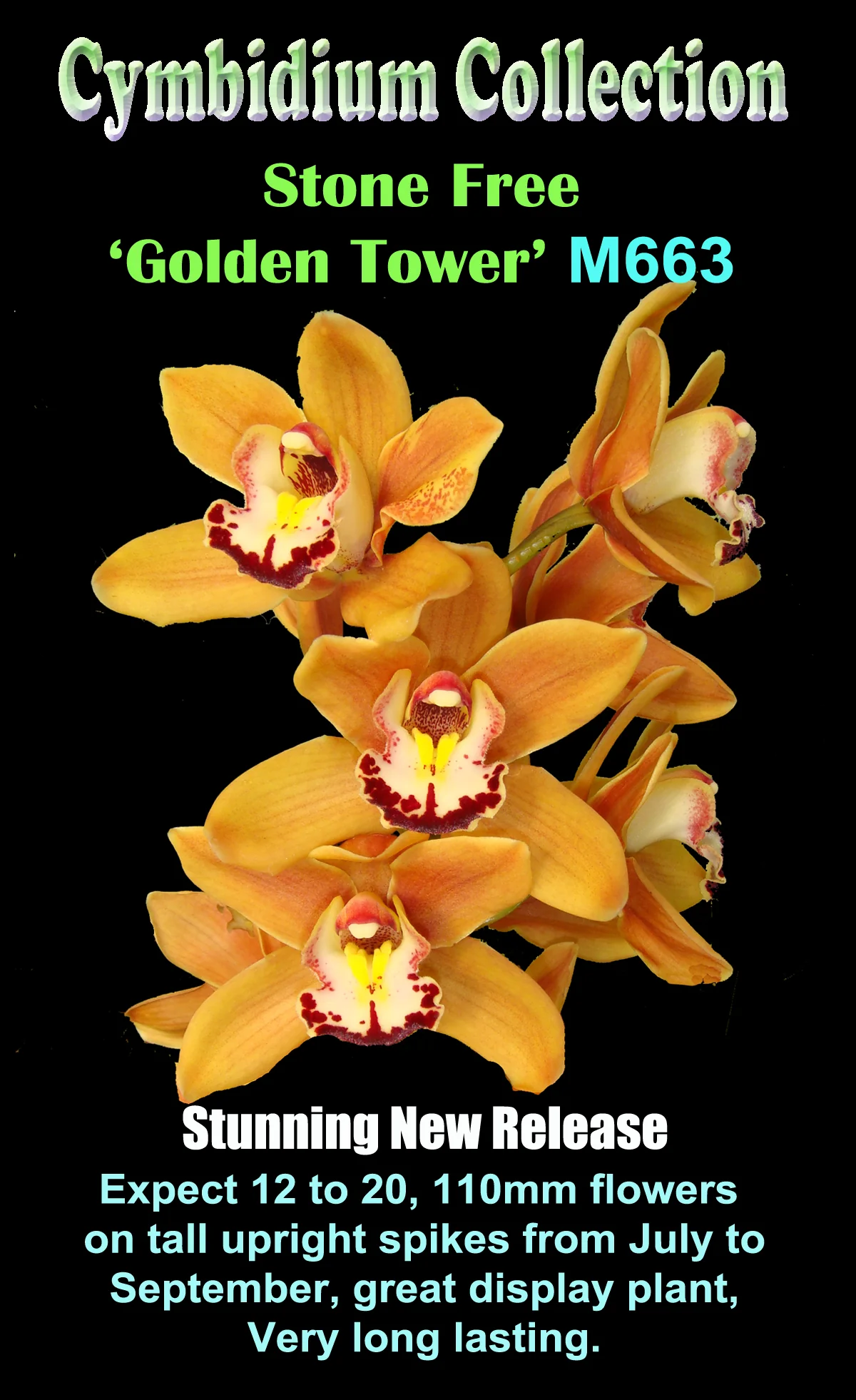 Cymbidium Stone Free 'Golden Tower' - Image 3