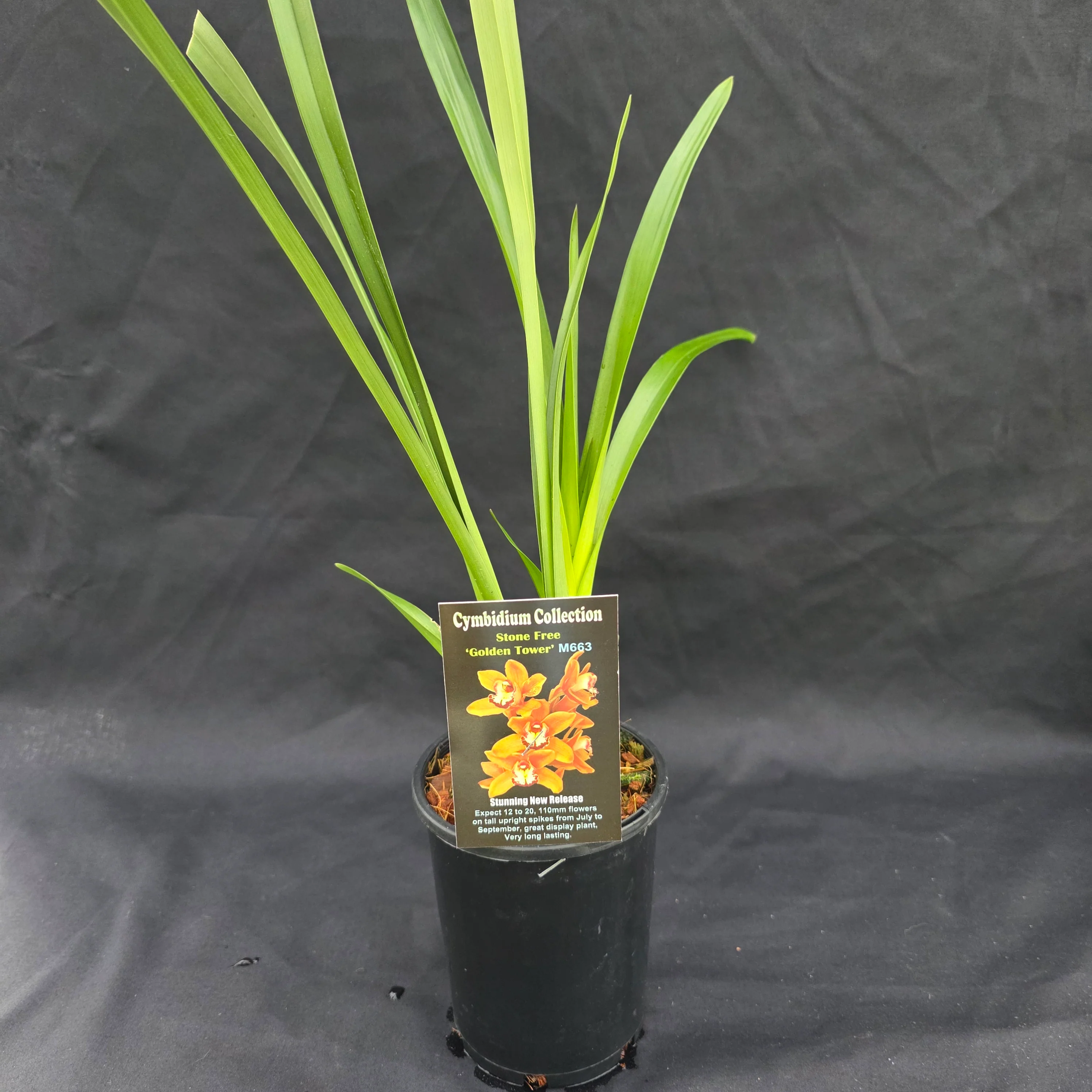Cymbidium Stone Free 'Golden Tower' - Image 4