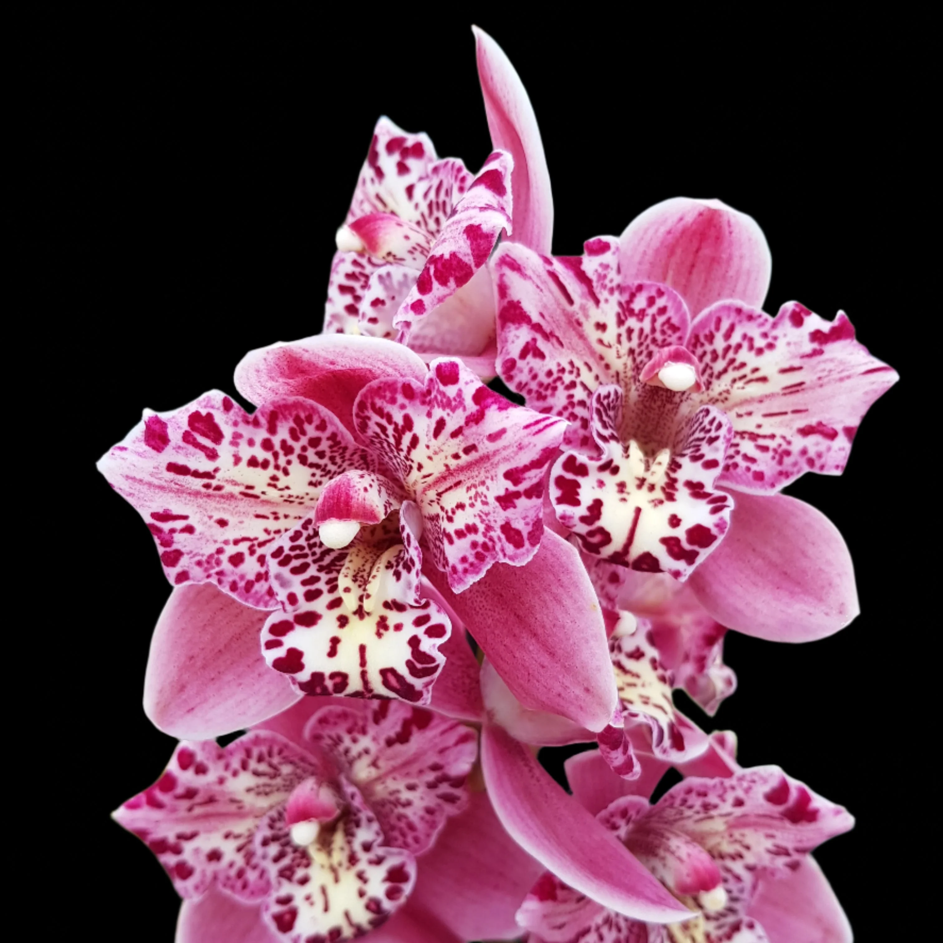 Cymbidium Strathdon 'Cooksbridge Fantasy' - Image 2